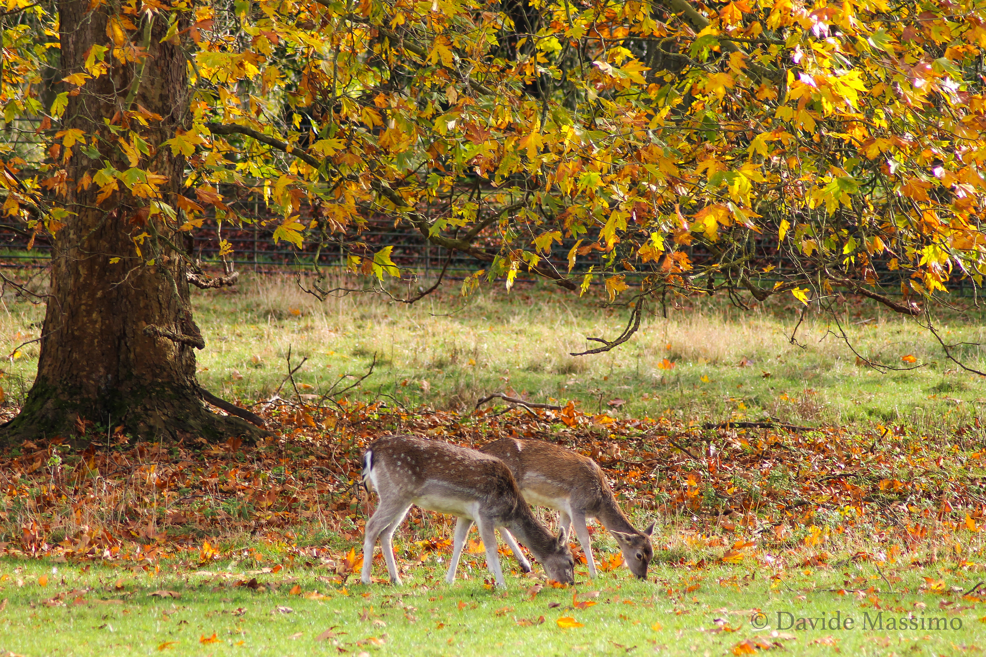 Magdalen College, Deer Park