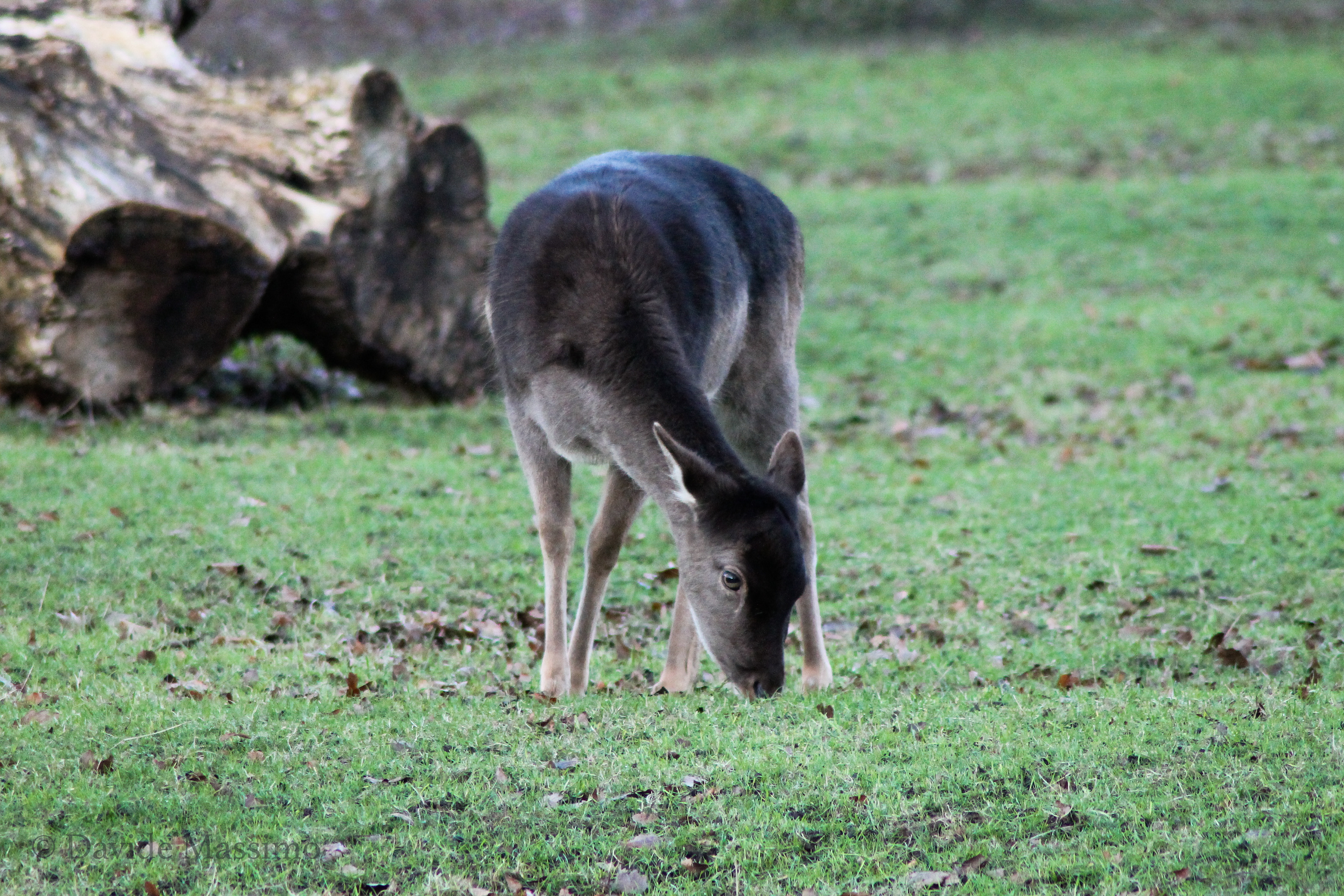 Magdalen College, Deer Park