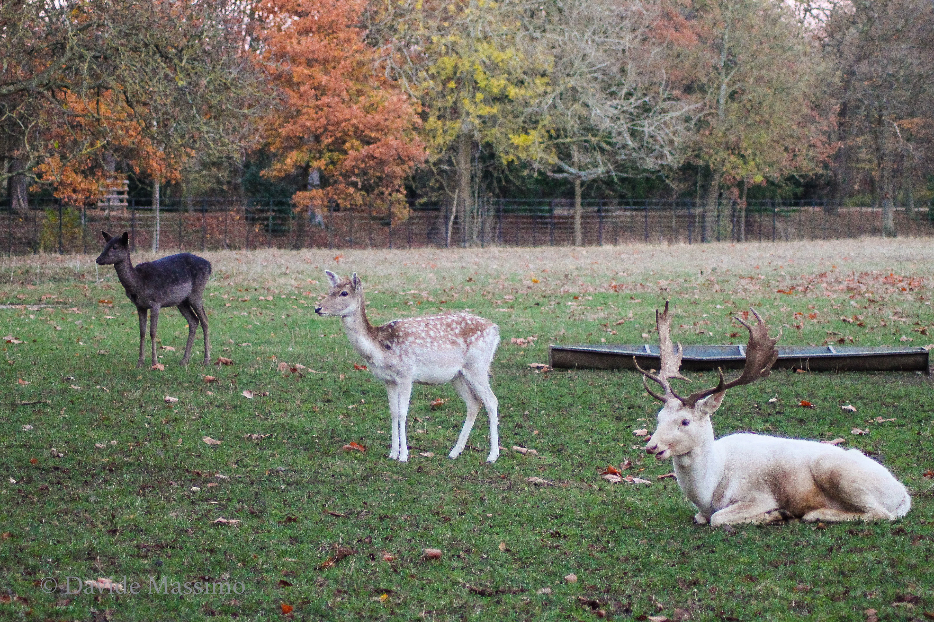 Magdalen College, Deer Park (featured in The Mays, issue 28, 2020 https://www.themaysanthology.co.uk/#)
