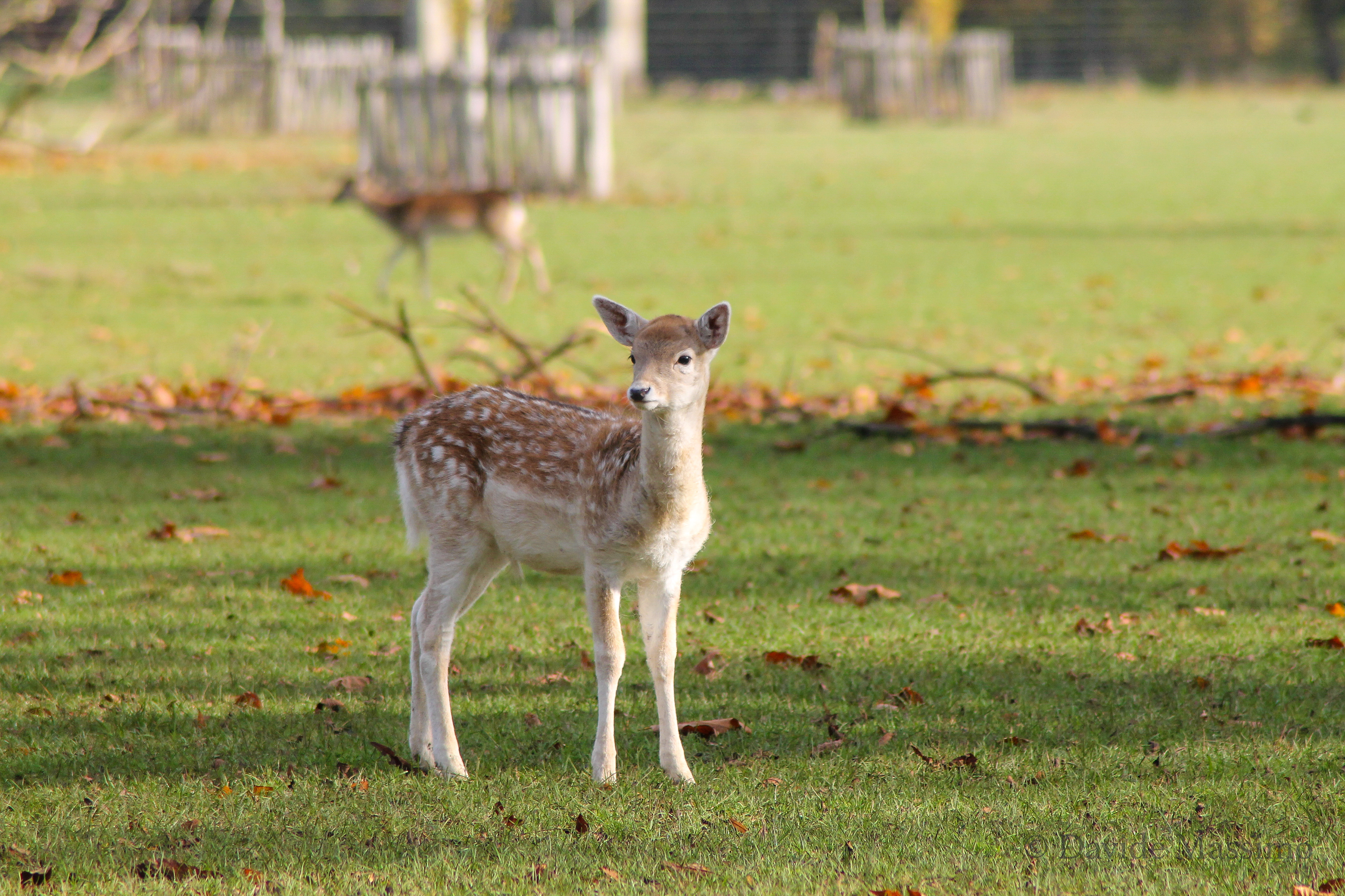 Magdalen College, Deer Park