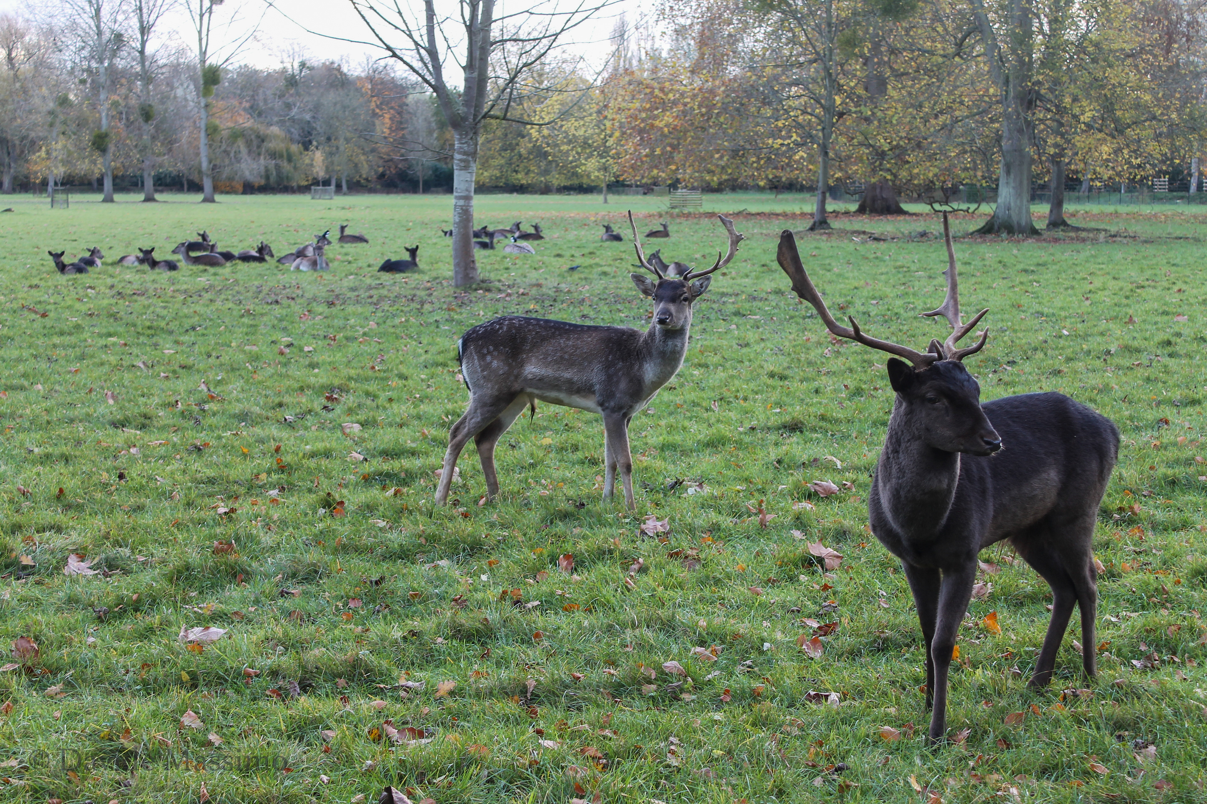 Magdalen College, Deer Park