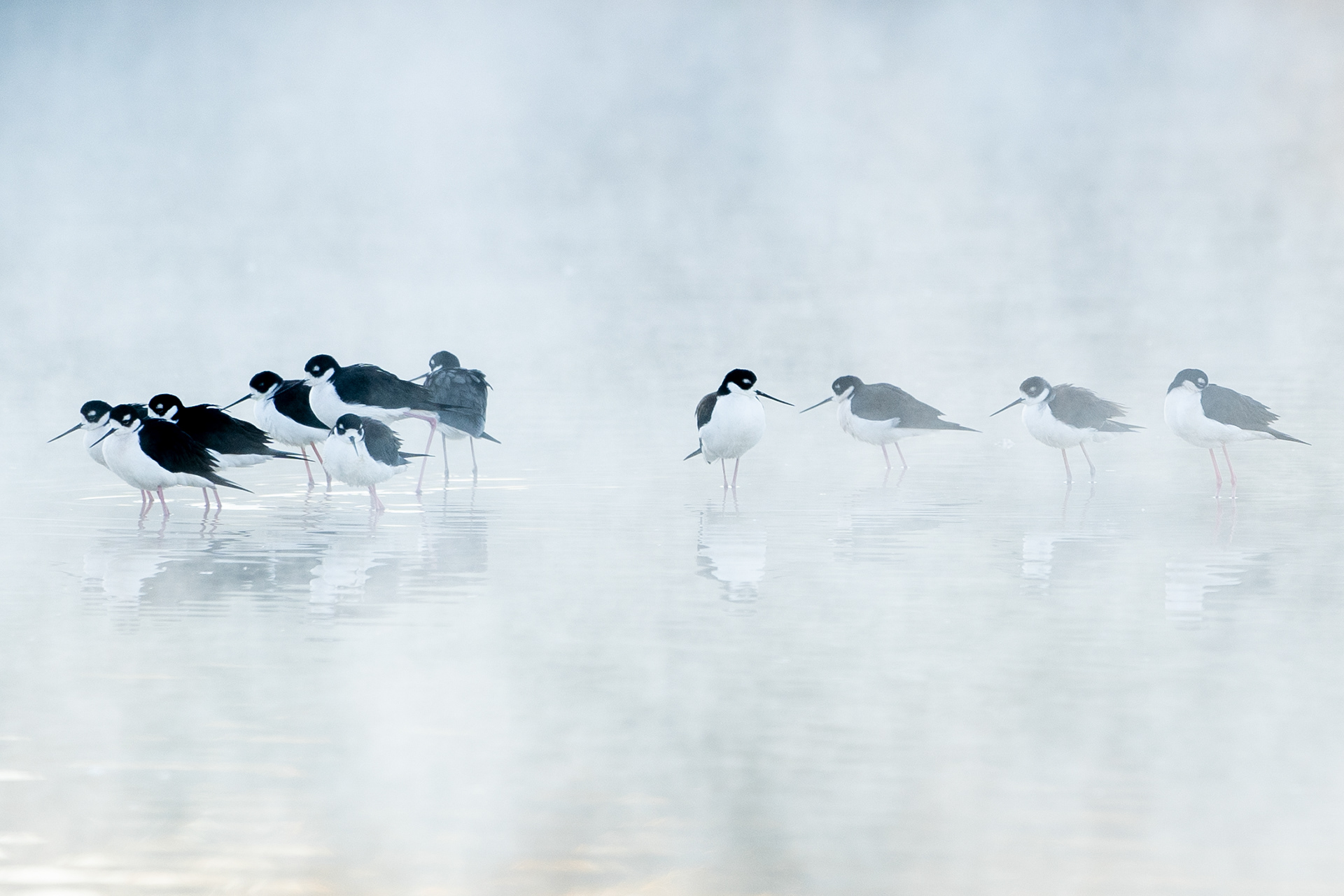 Black-necked stilts stand in the mist at the Riparian Preserve in Gilbert, Ariz. on Dec. 16, 2020. (Photo by Samantha Chow)