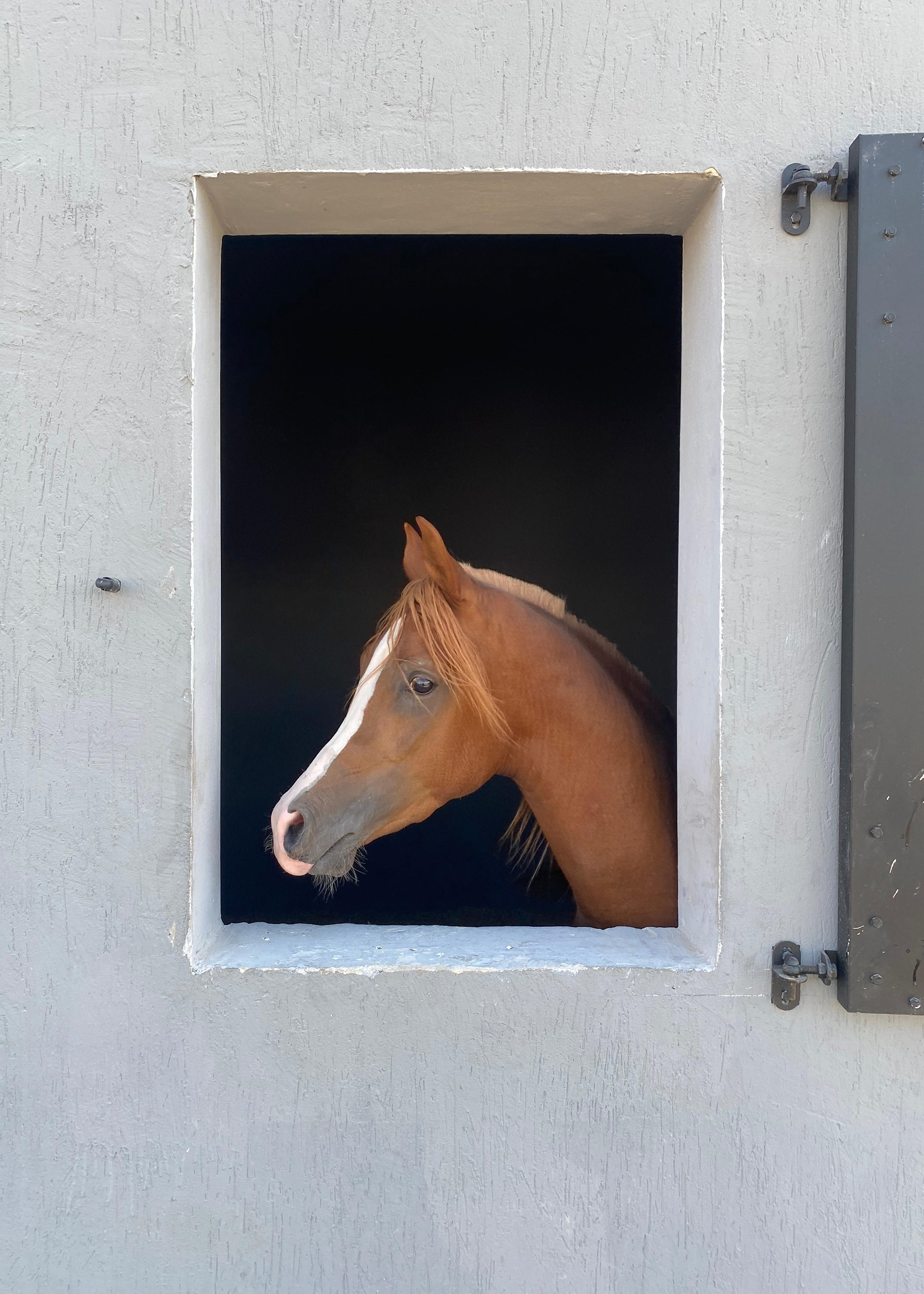 Al-Anoud's left profile