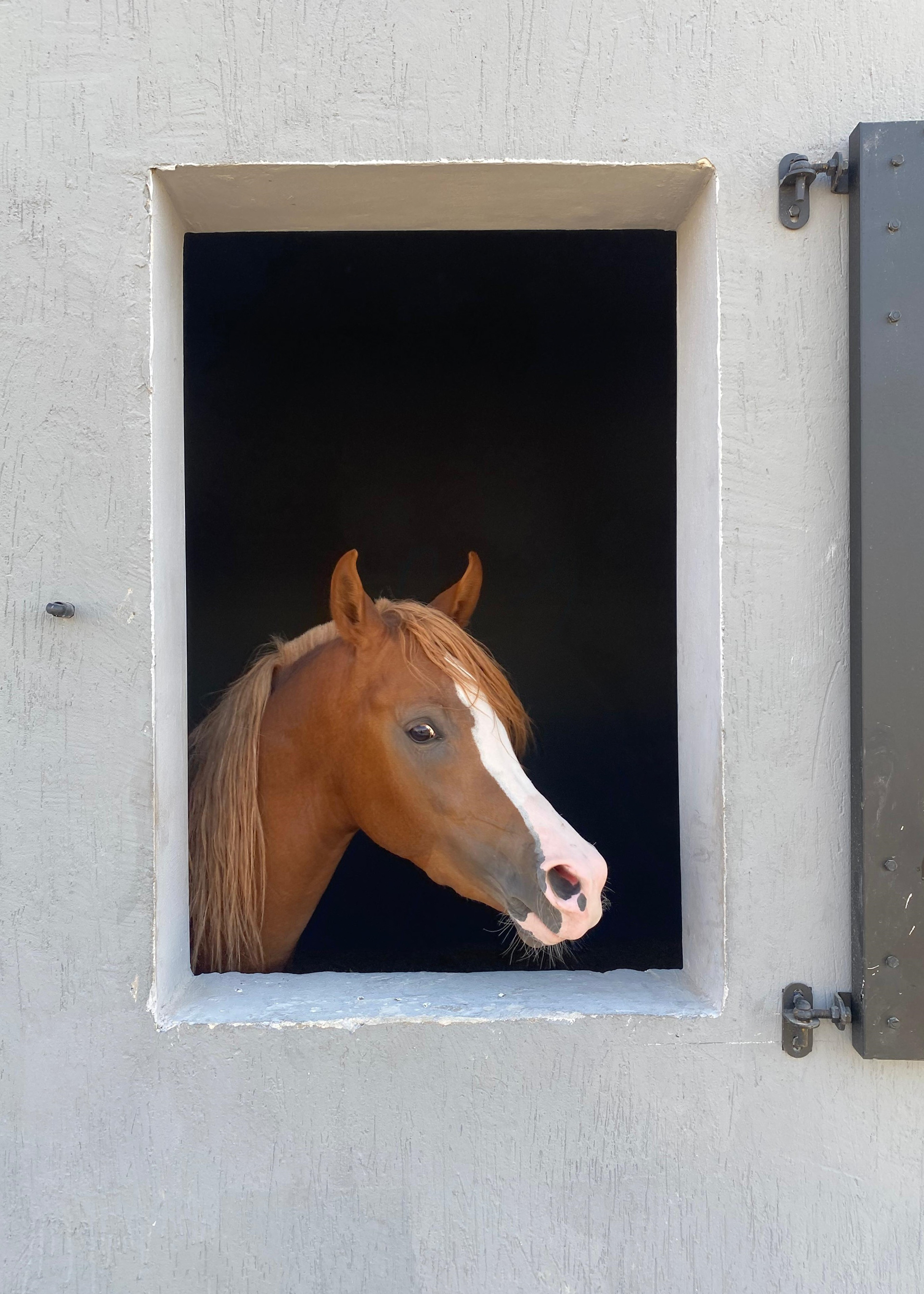 Al-Anoud's right profile