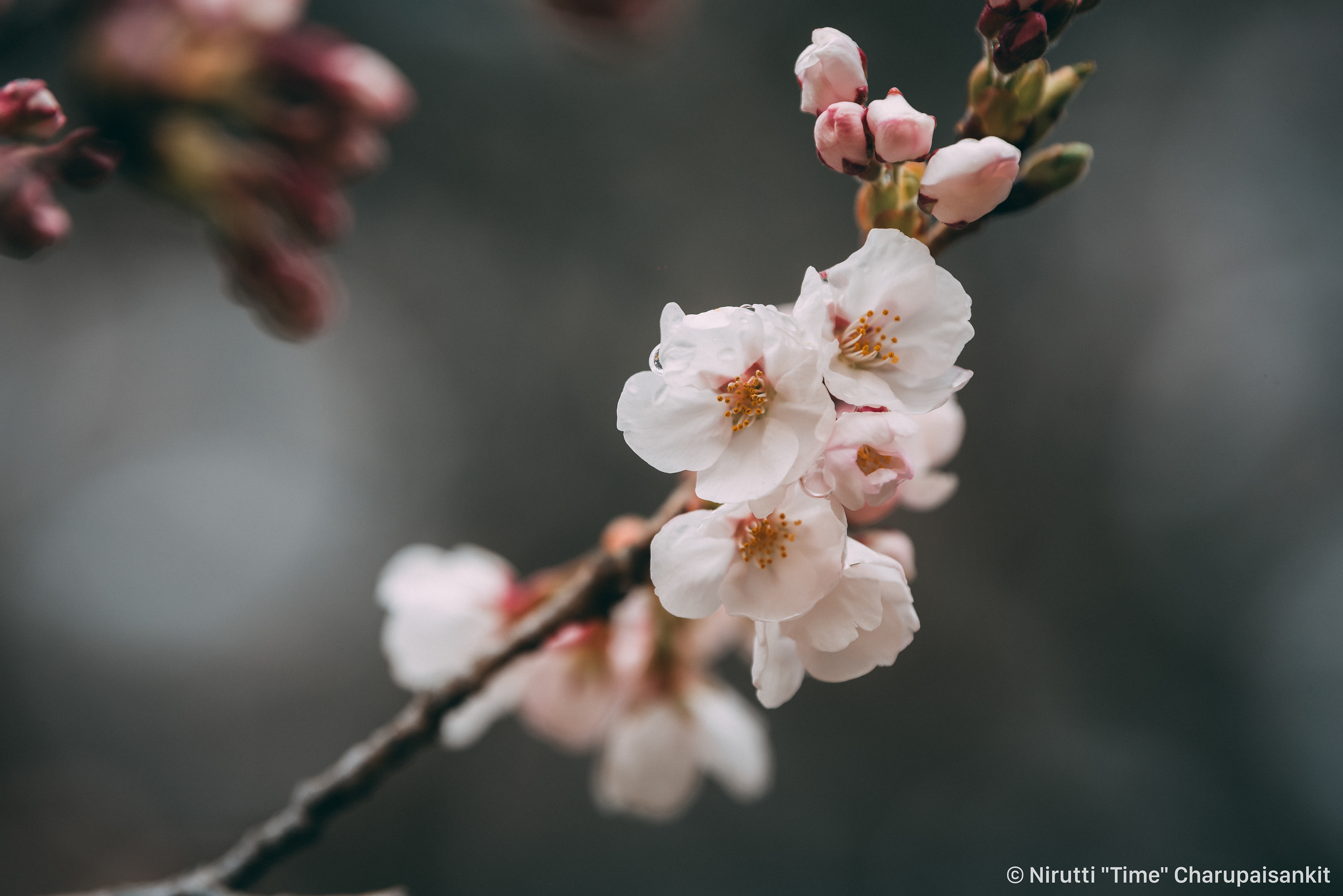 Pink Flora