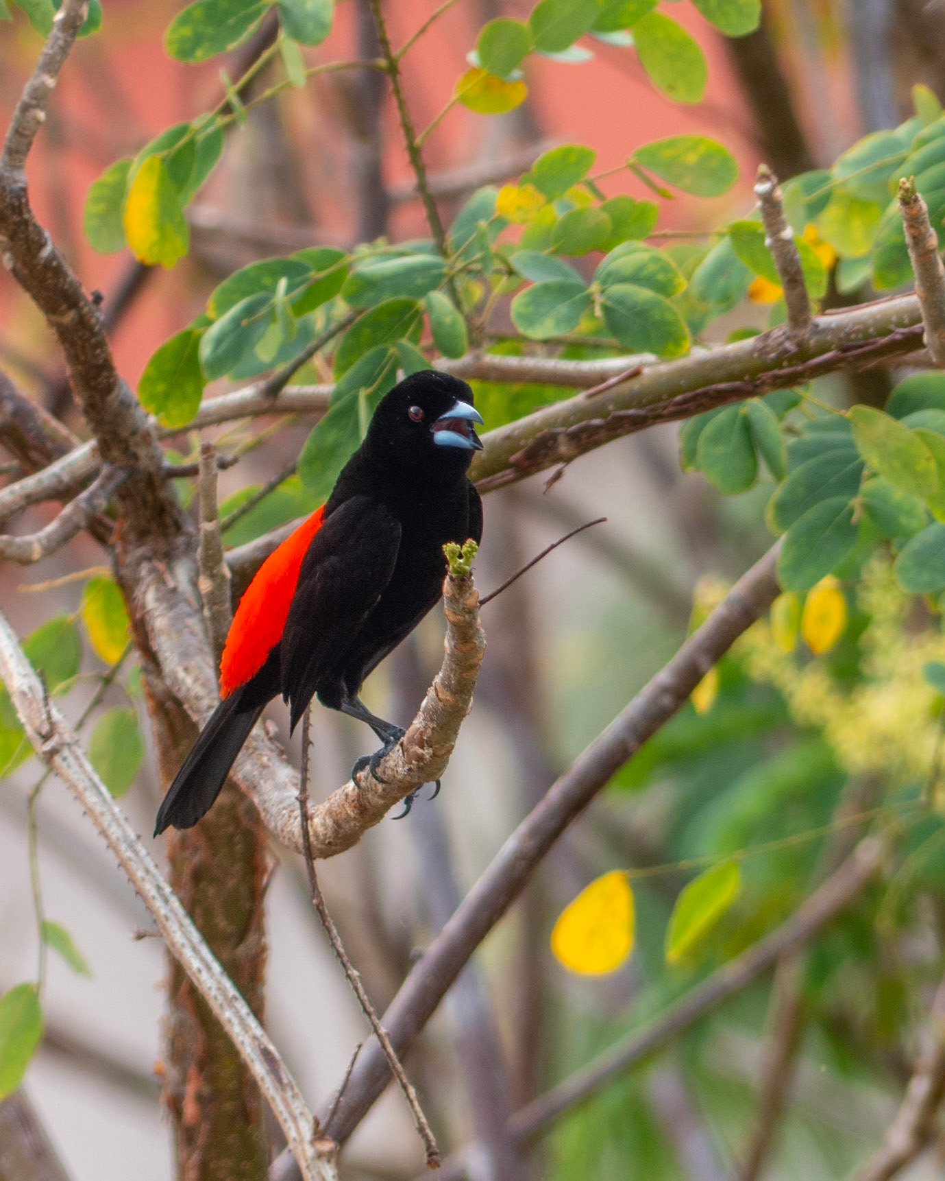 Scarlet Rumped Tanager
