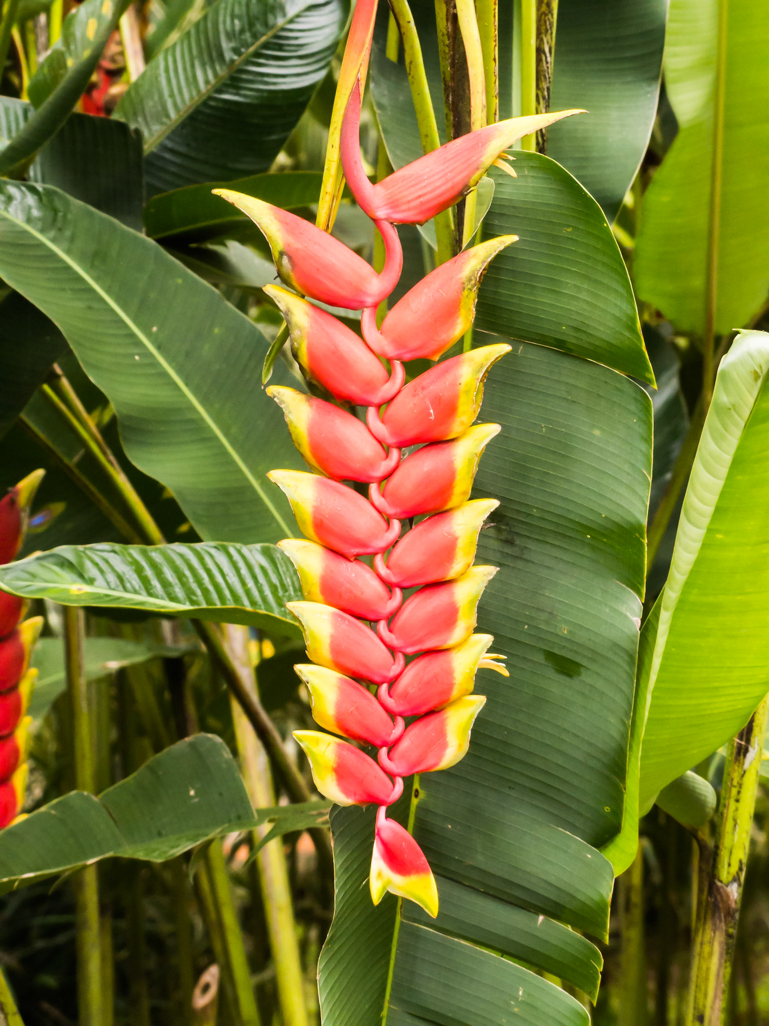 Heliconia - Hermosa flora encontrarás