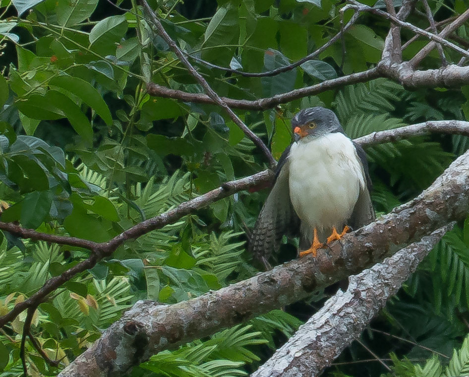 Grey Headed Hawk?