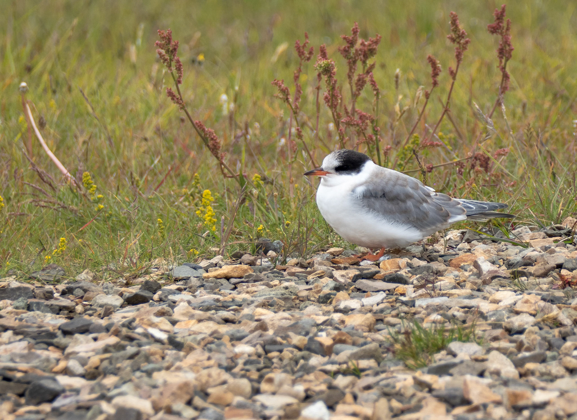 Arctic Tern Chick