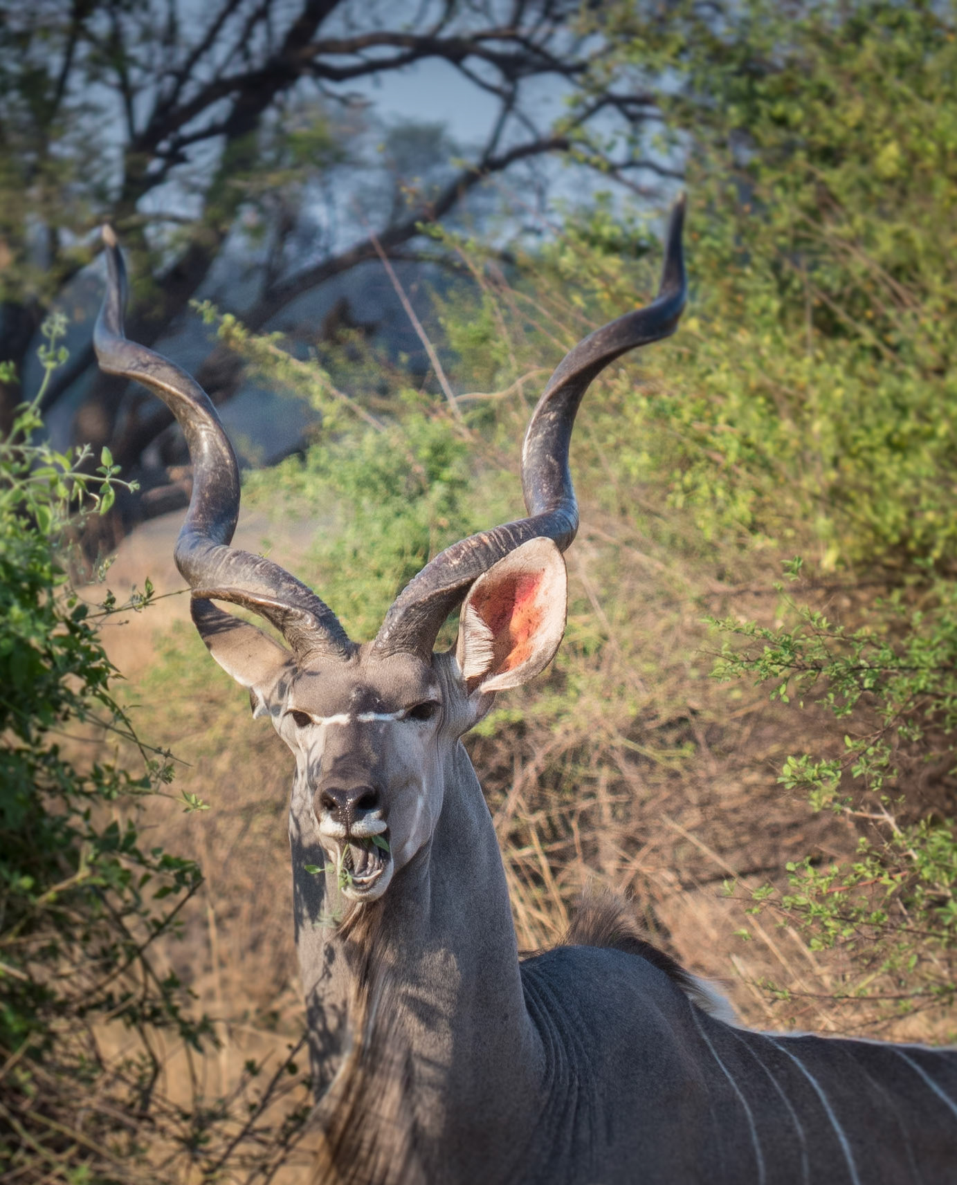 Kudu