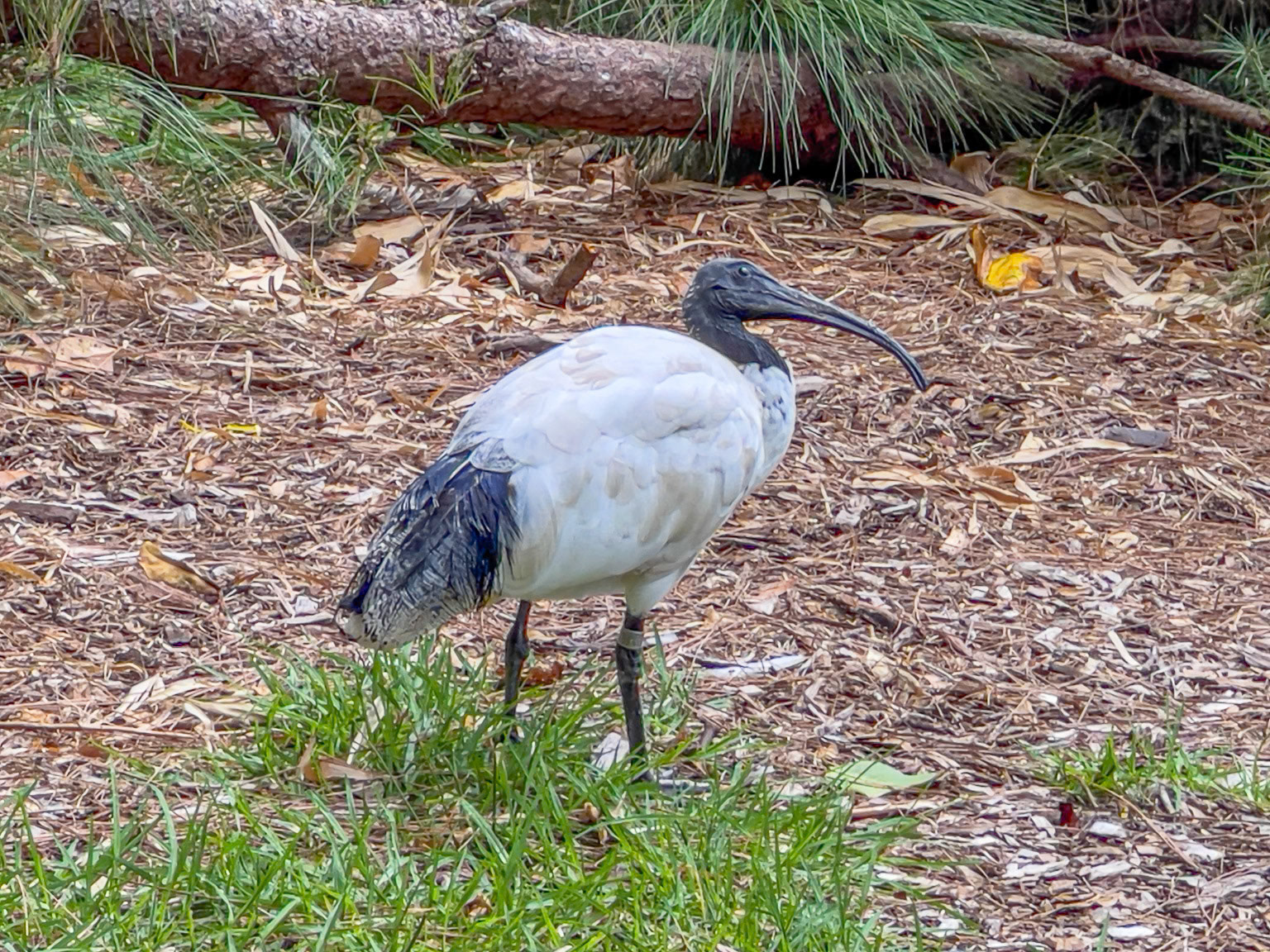 Australian White Ibis