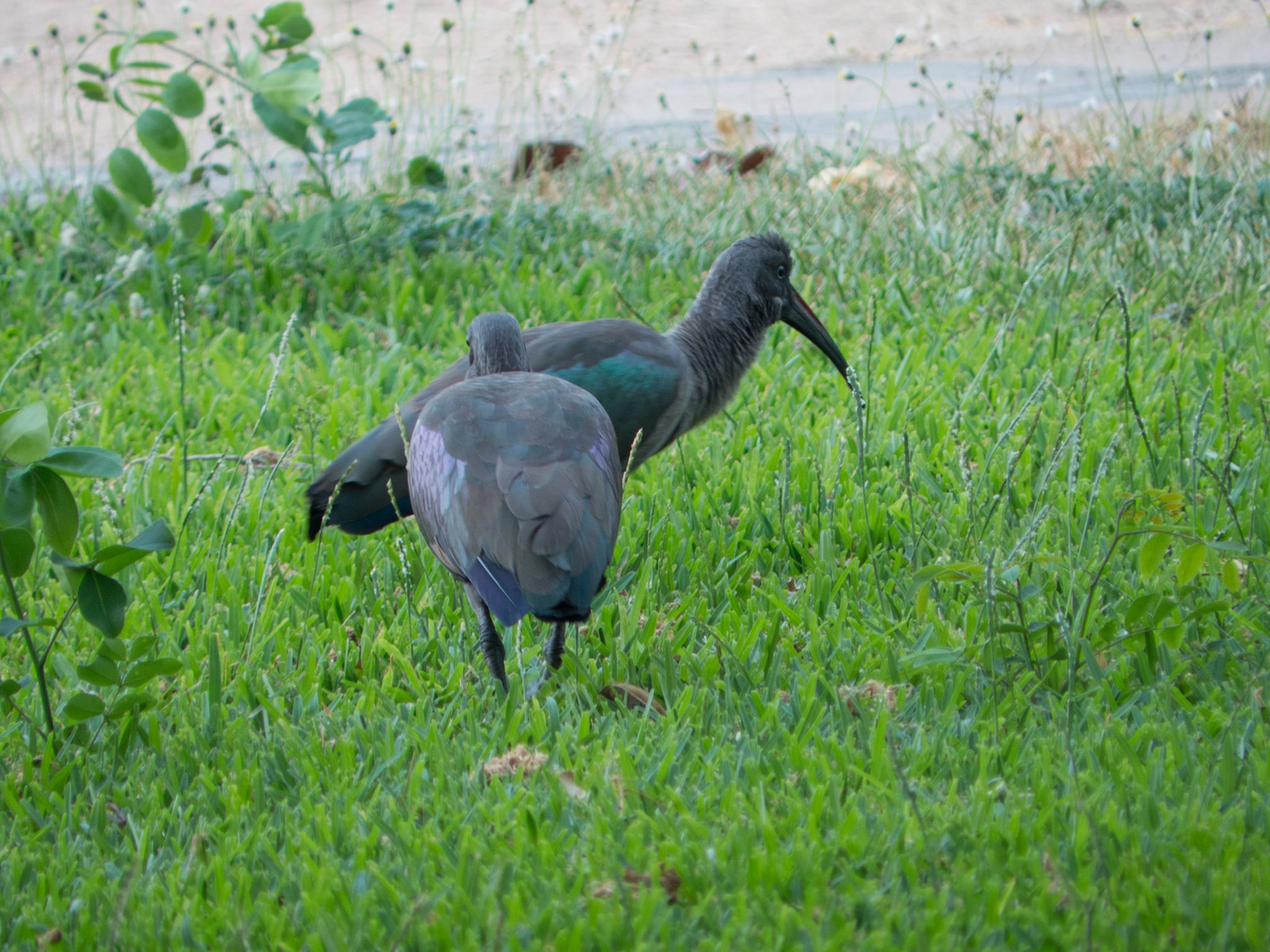 Hadedas Ibis ...or possible a Hamerkop