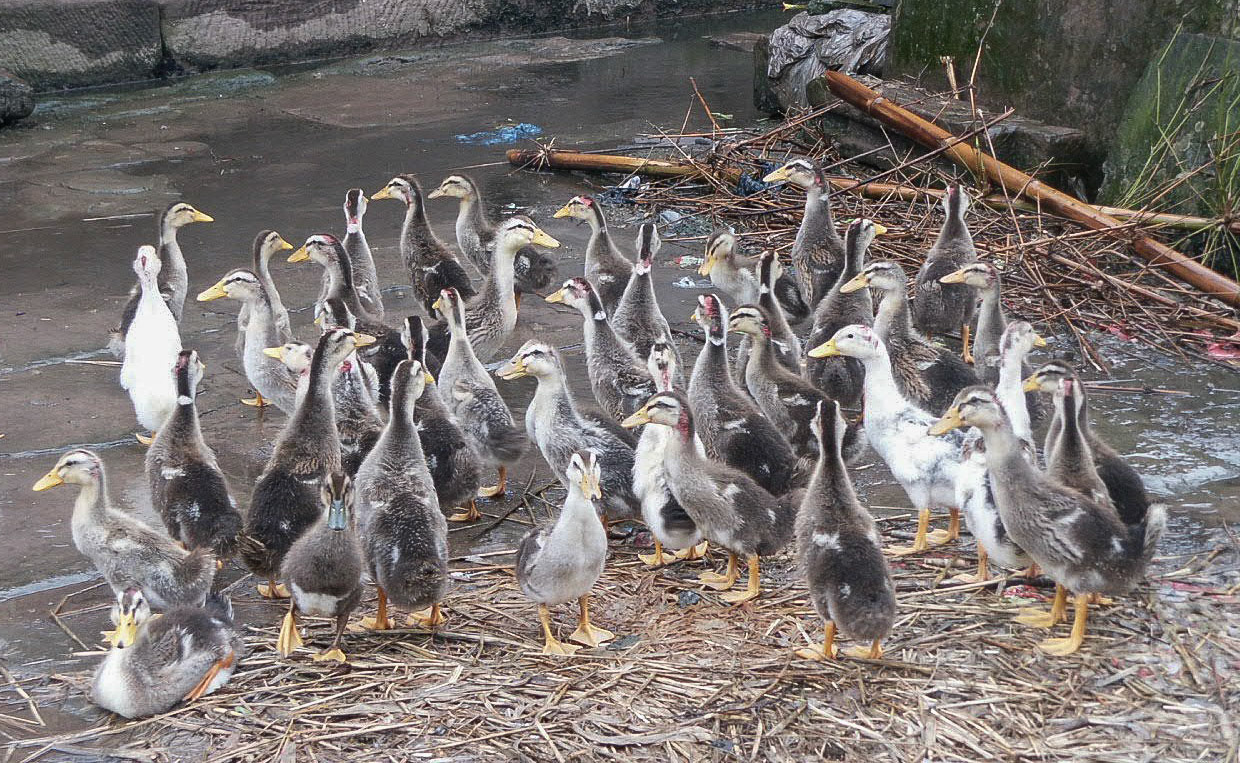 Ducks being reared for the table