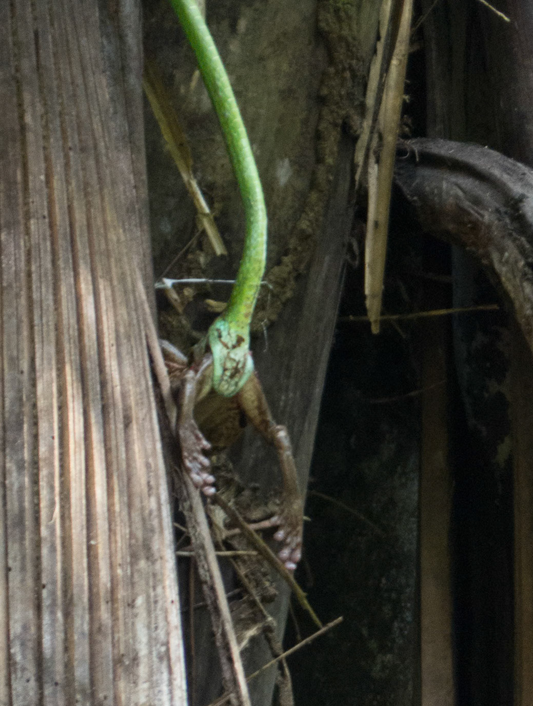 Vine Snake (+lunch?)