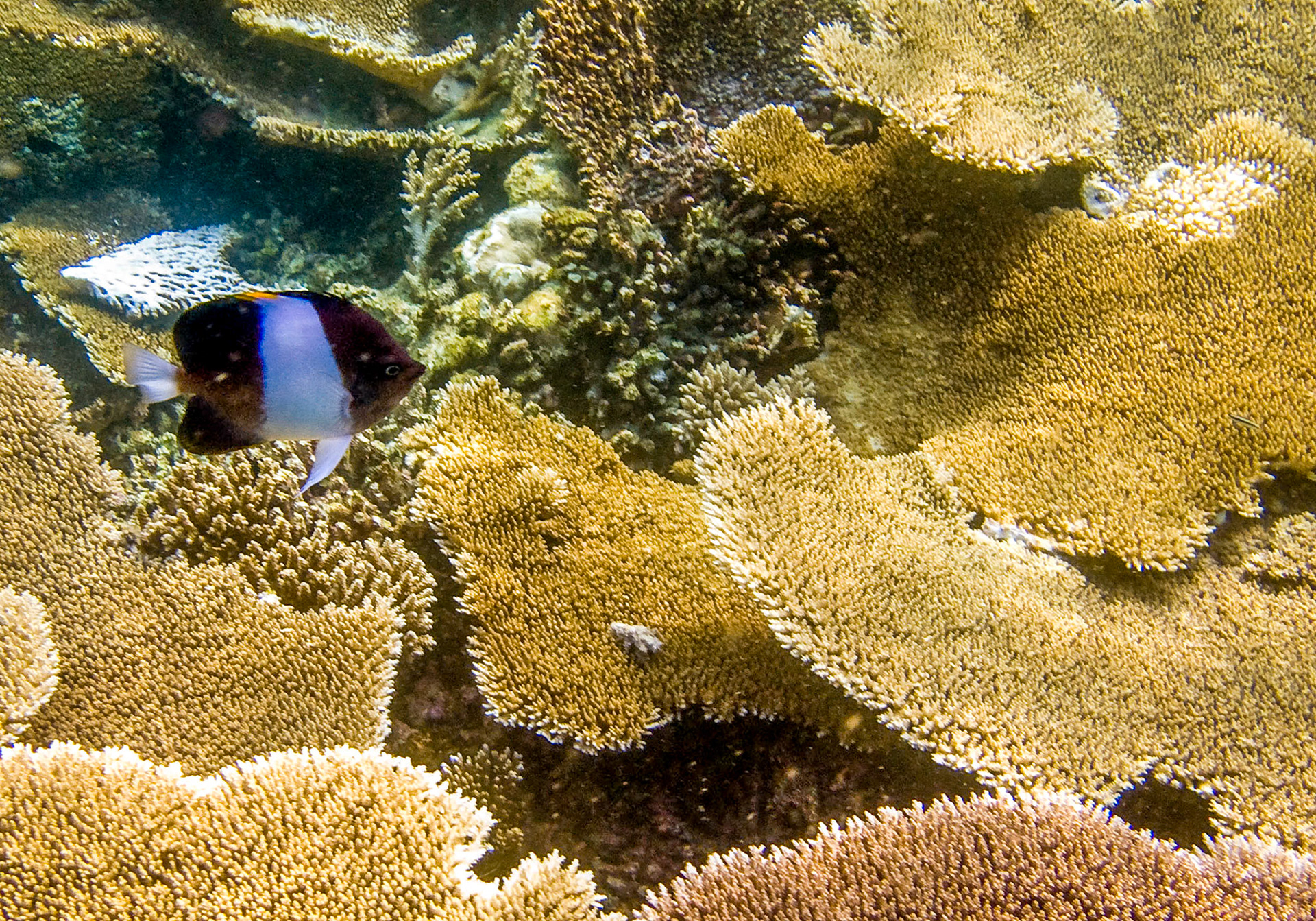 Zoster Butterfly Fish