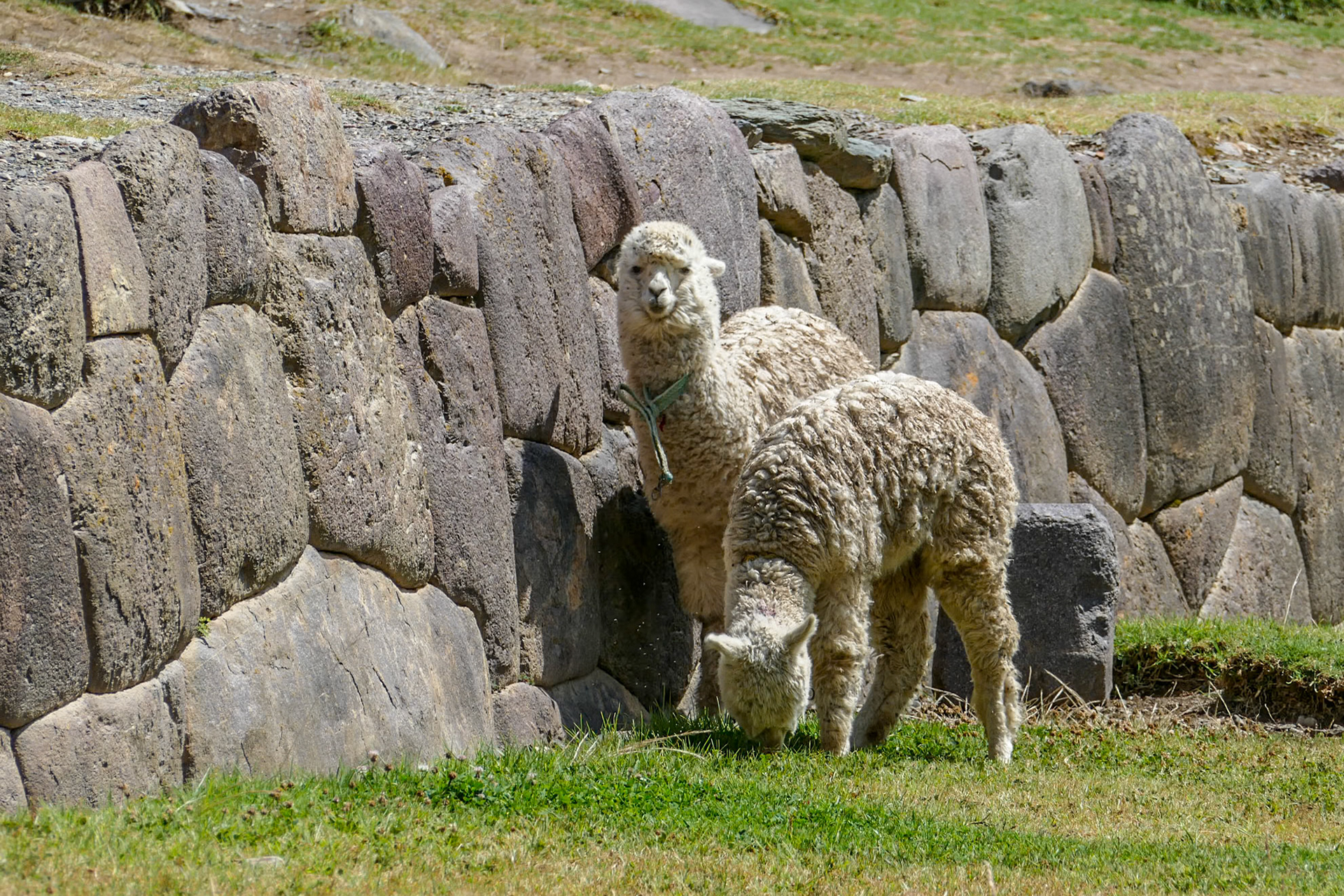Incan wall with Alpacas - Ollantaytambo