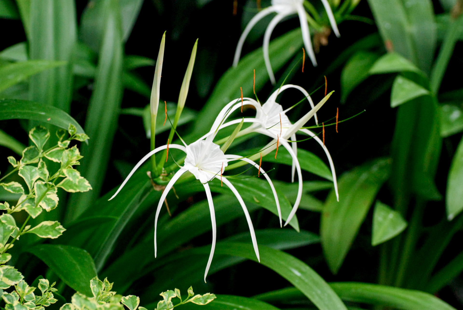Spider Lily, Singapore Botanical Gardens