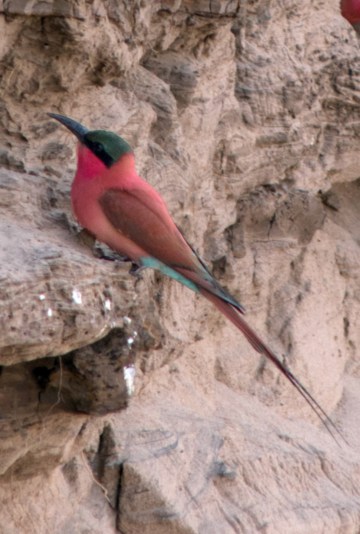 Carmine Bee-Eater