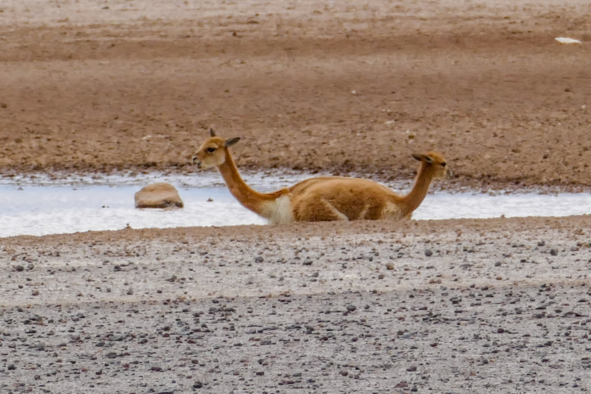 The Push me / Pull me beast... (2 vicunae side by side)