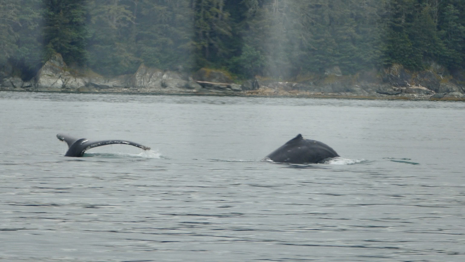 Humpbacked Whales