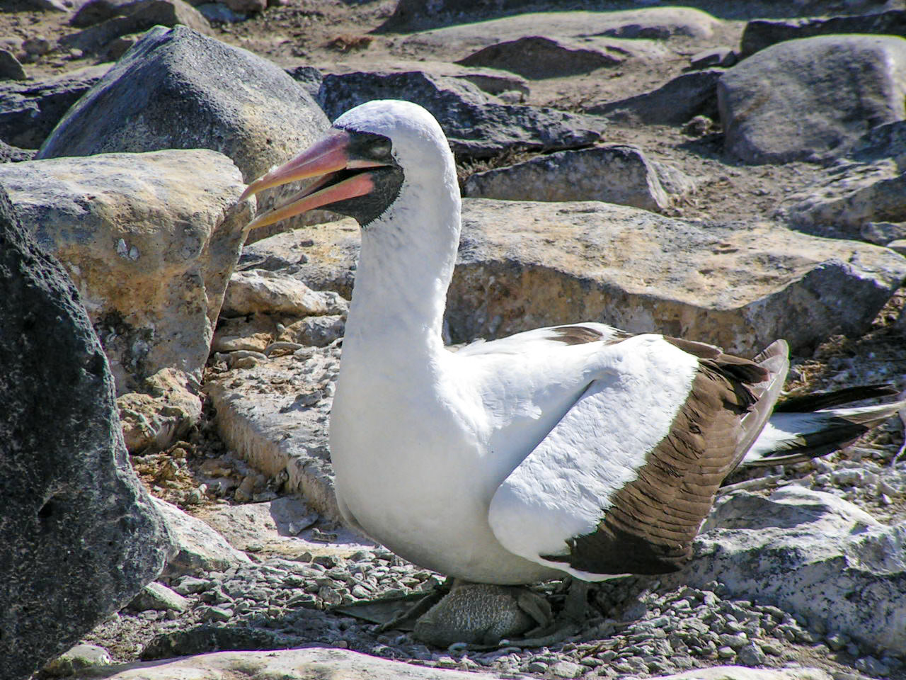Nasca Booby and Chick