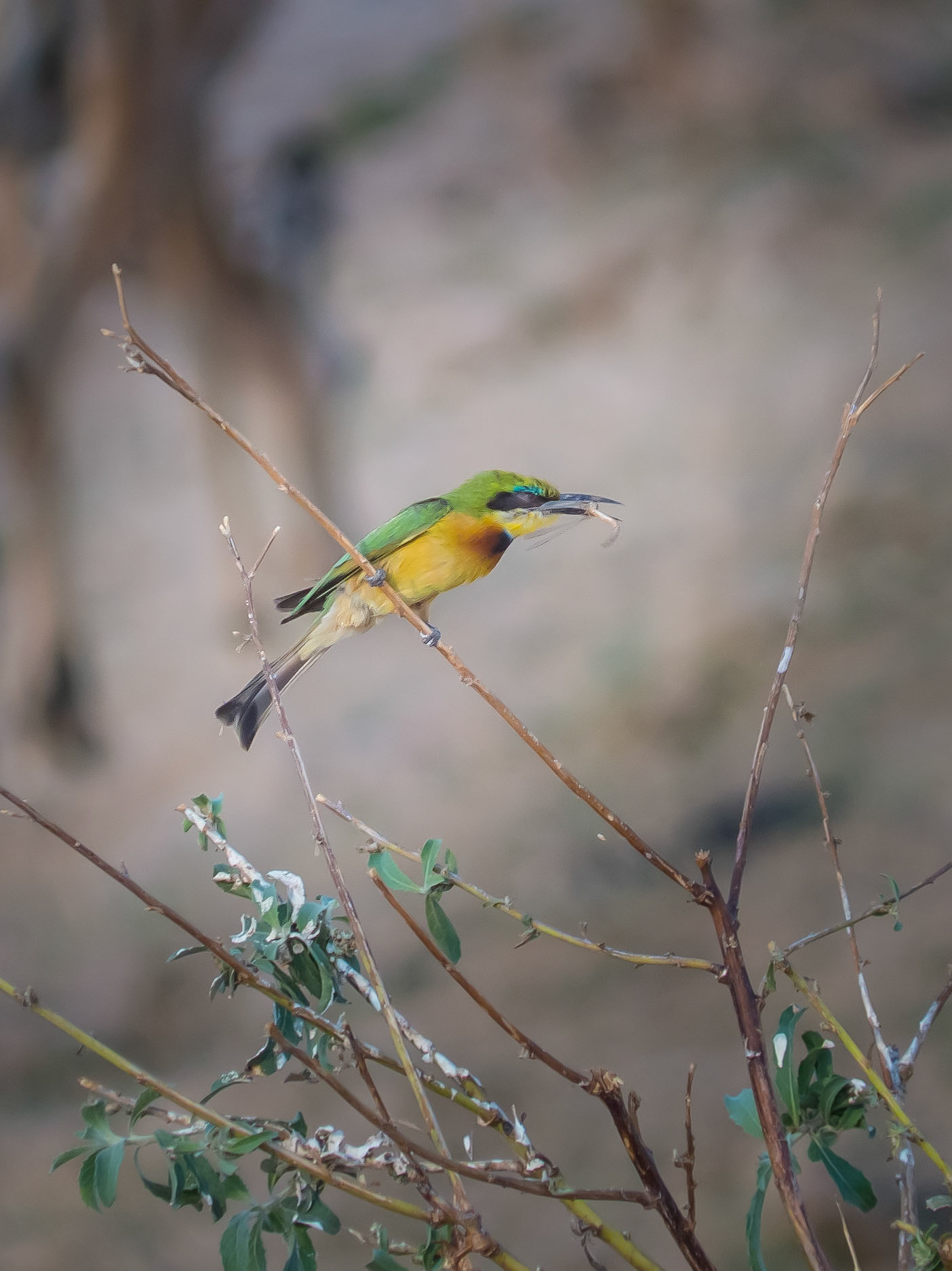 Little Bee Eater