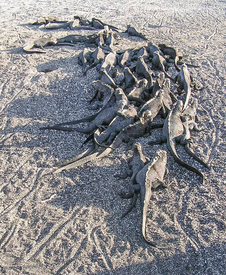 Warming up in the evening sun to get them through the night.