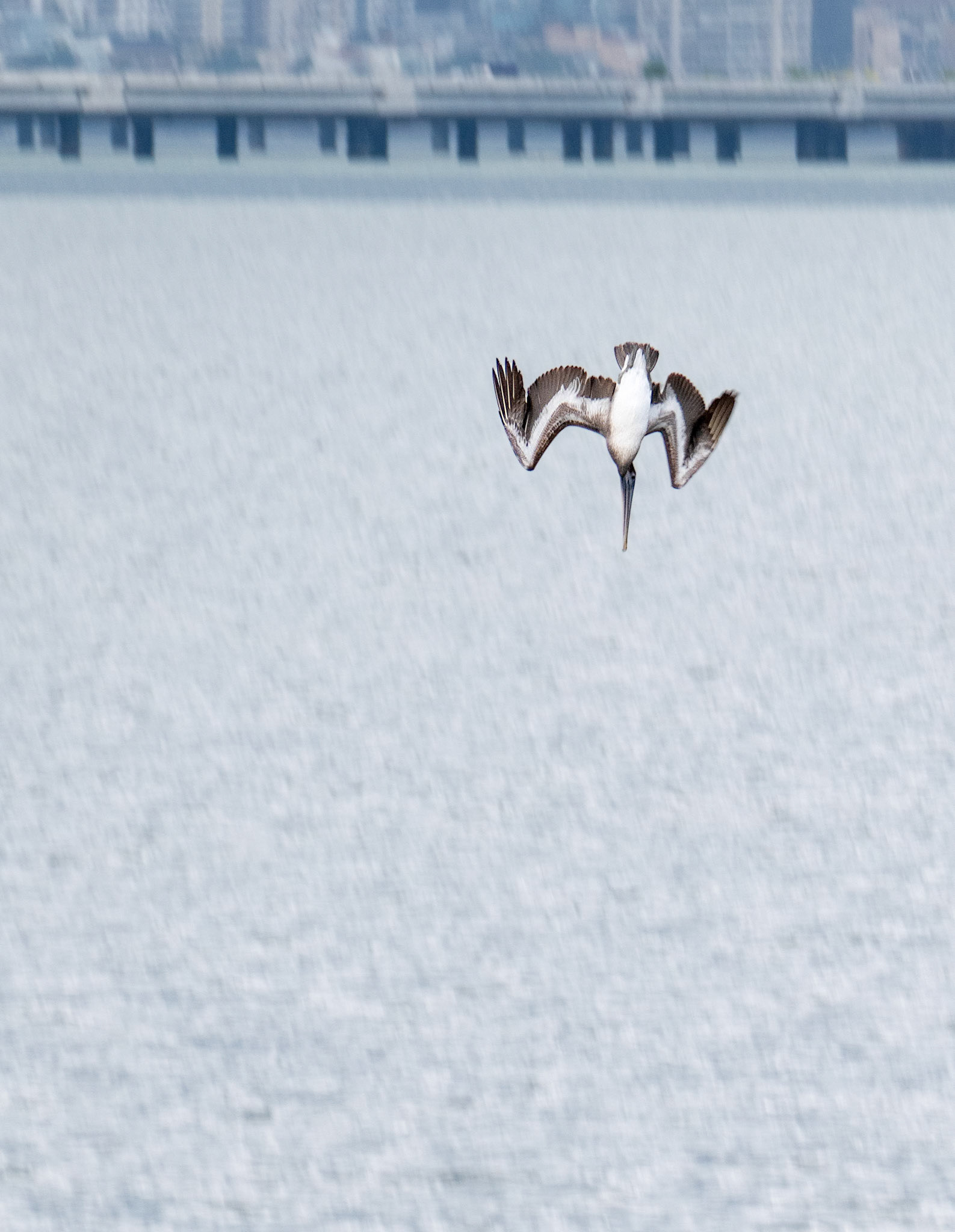 Diving Pelican