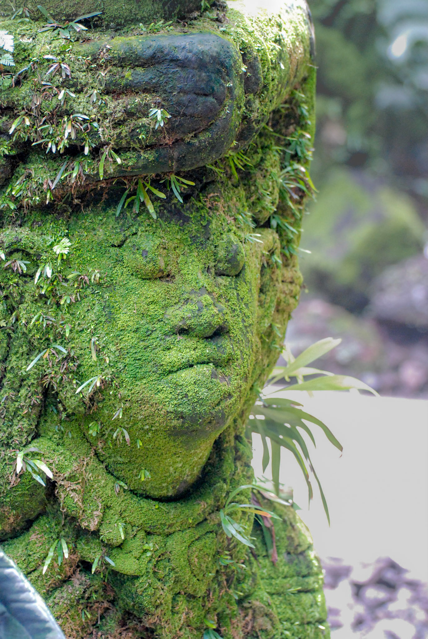 Singapore Botanical Gardens