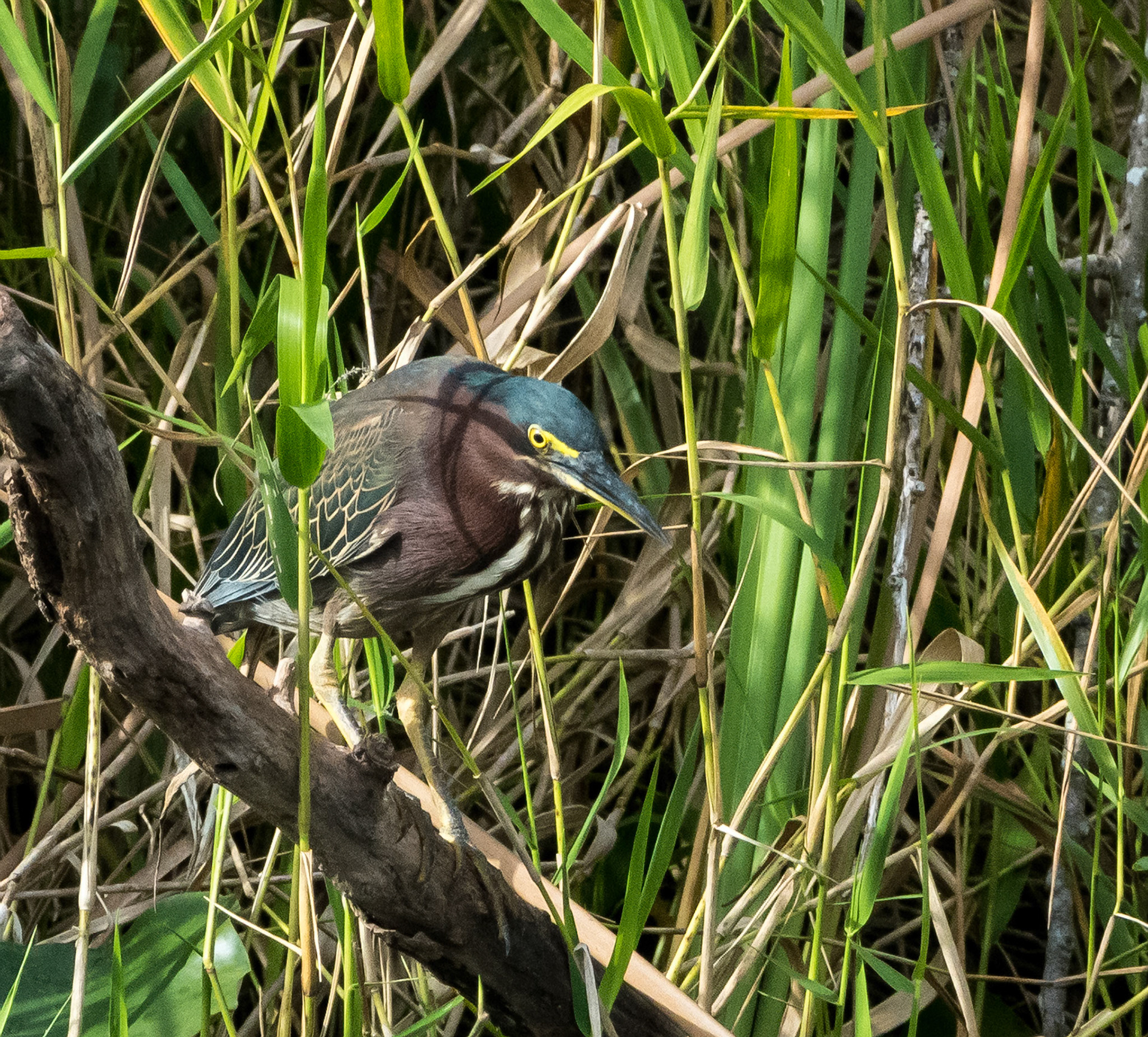 Green Heron