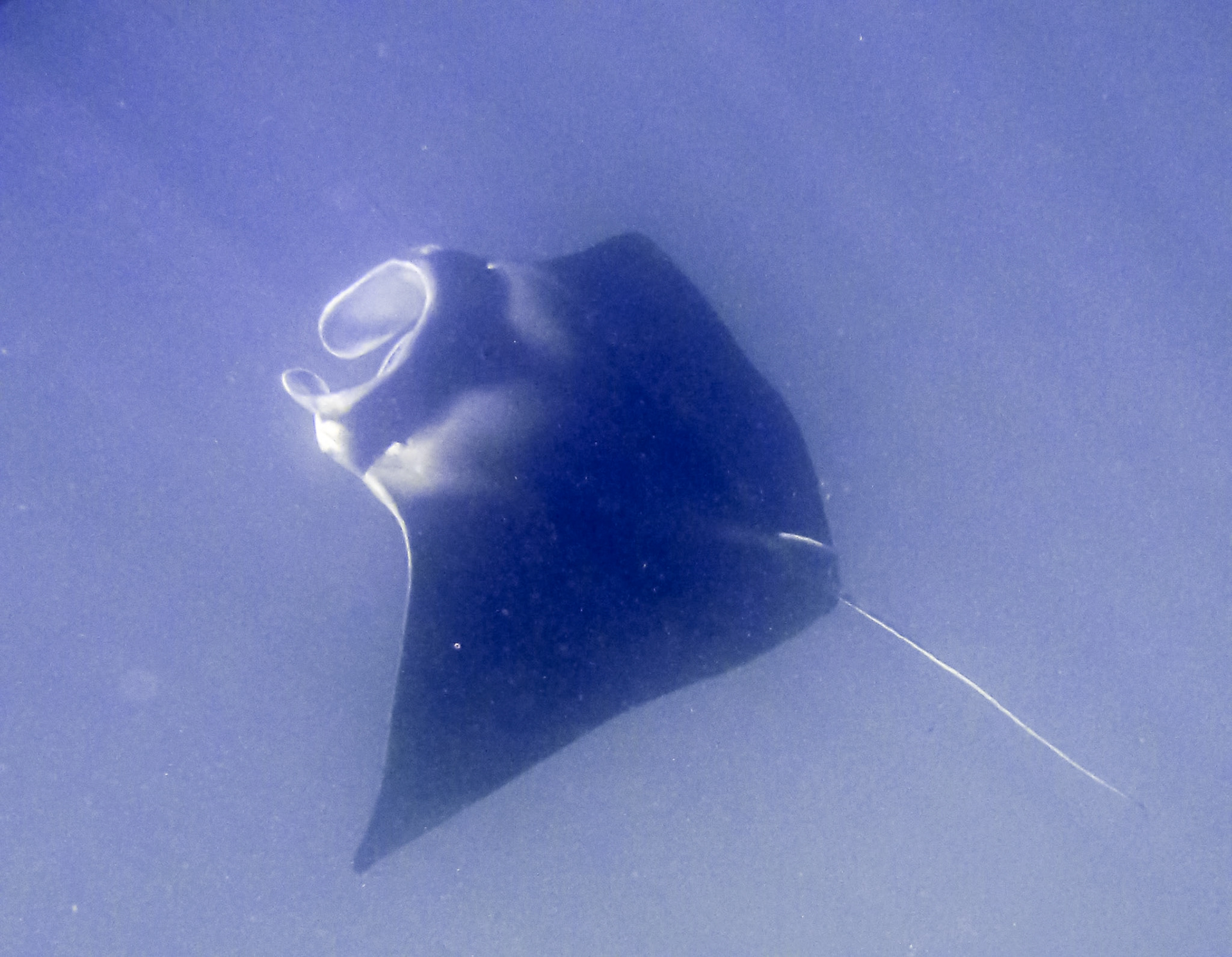 Manta Ray