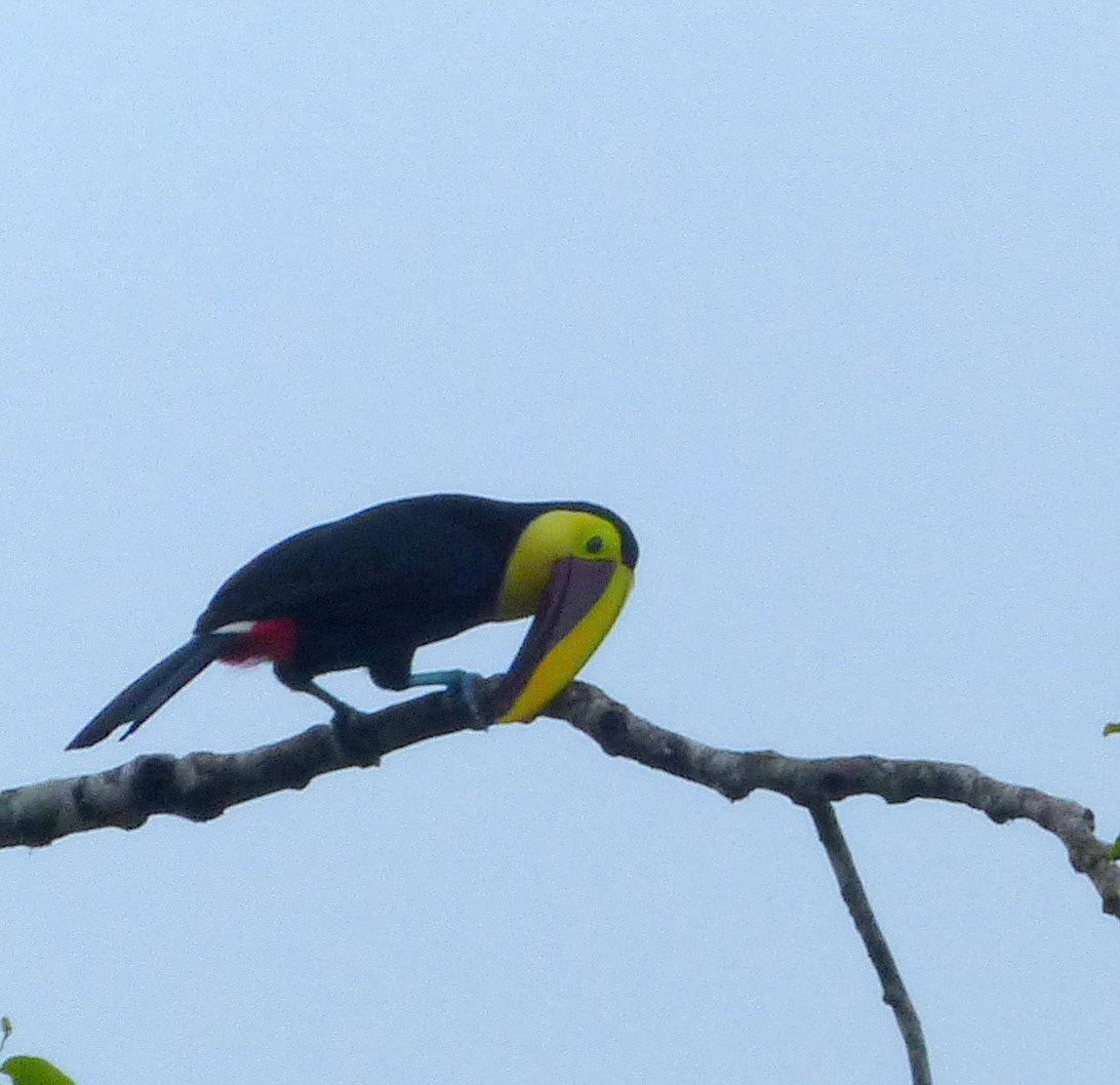 Chestnut Mandibled Toucan