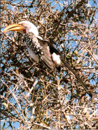 Yellow Billed Hornbill