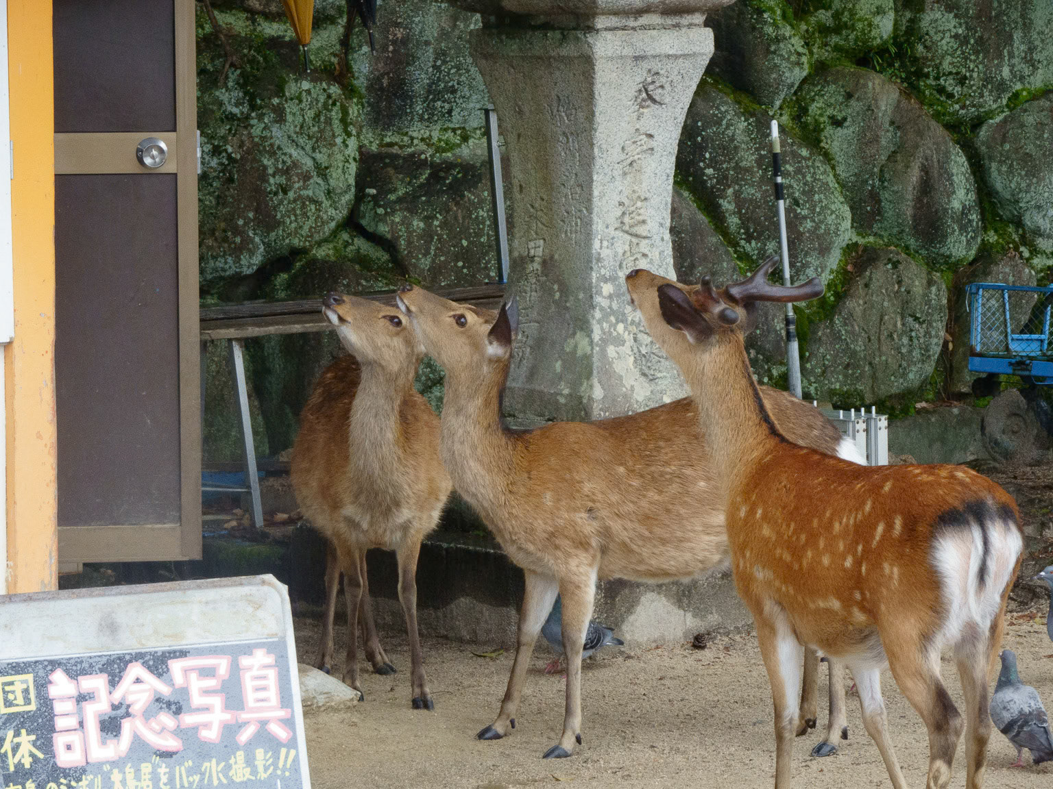 Miyajima Island Deer