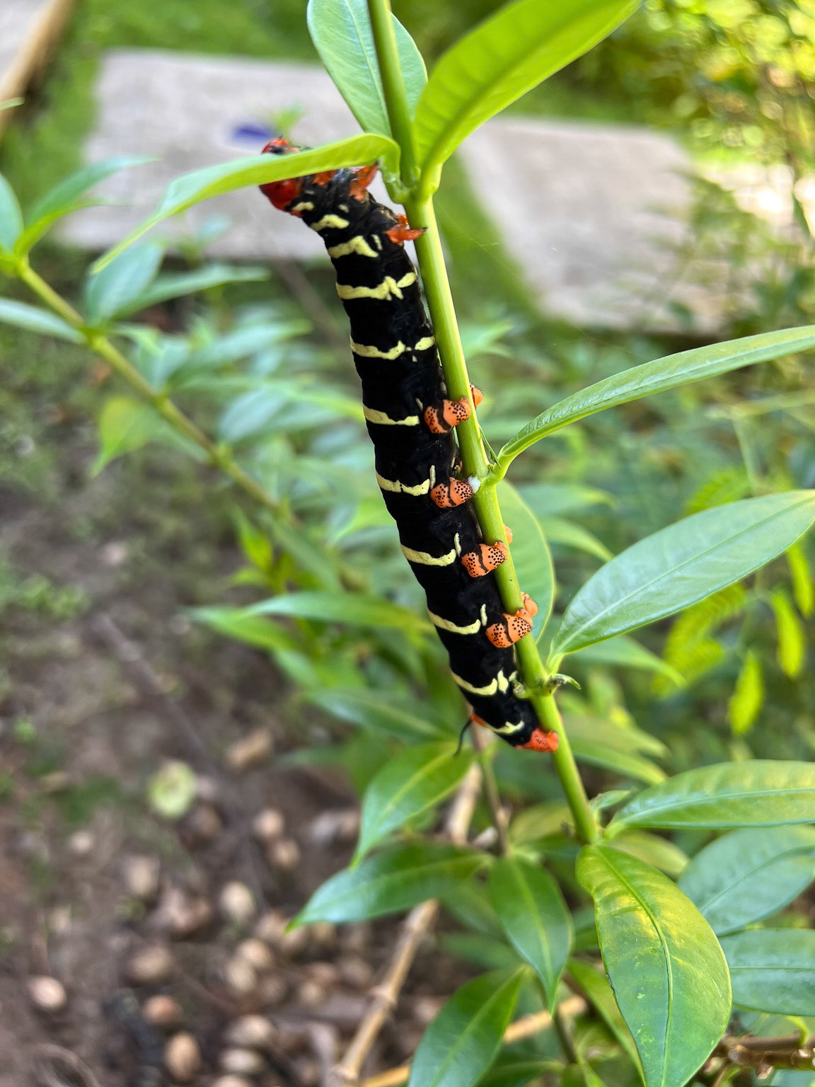 Frangipani Hawkmoth Caterpillar.
