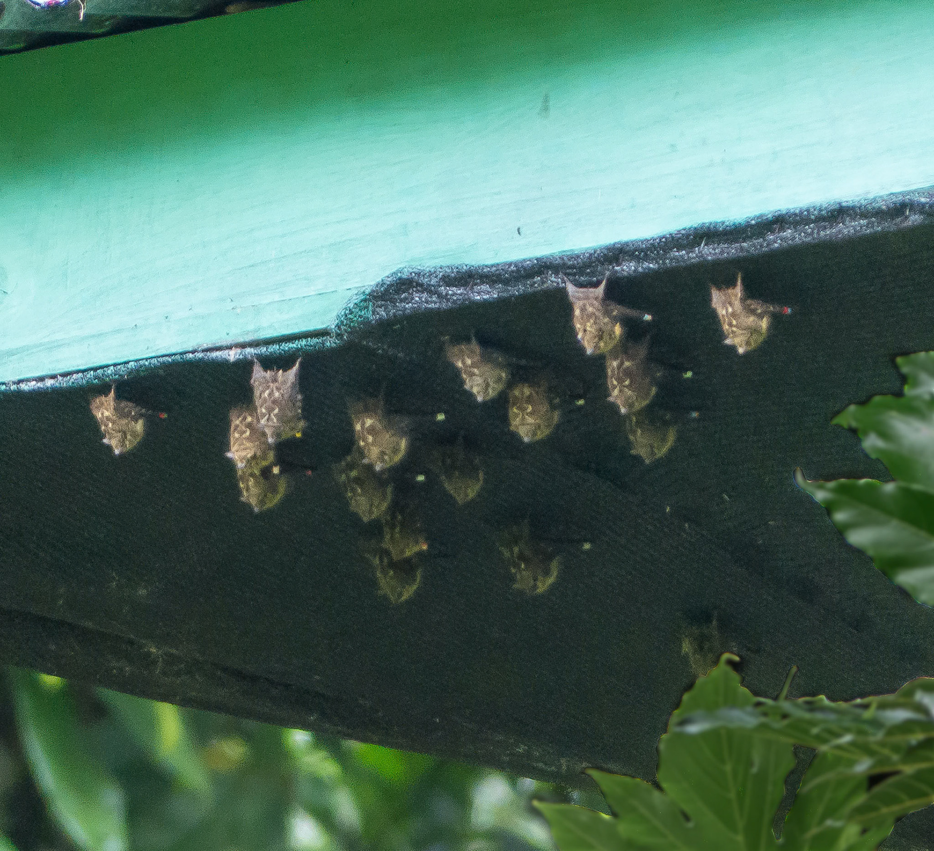 Roosting Bats
