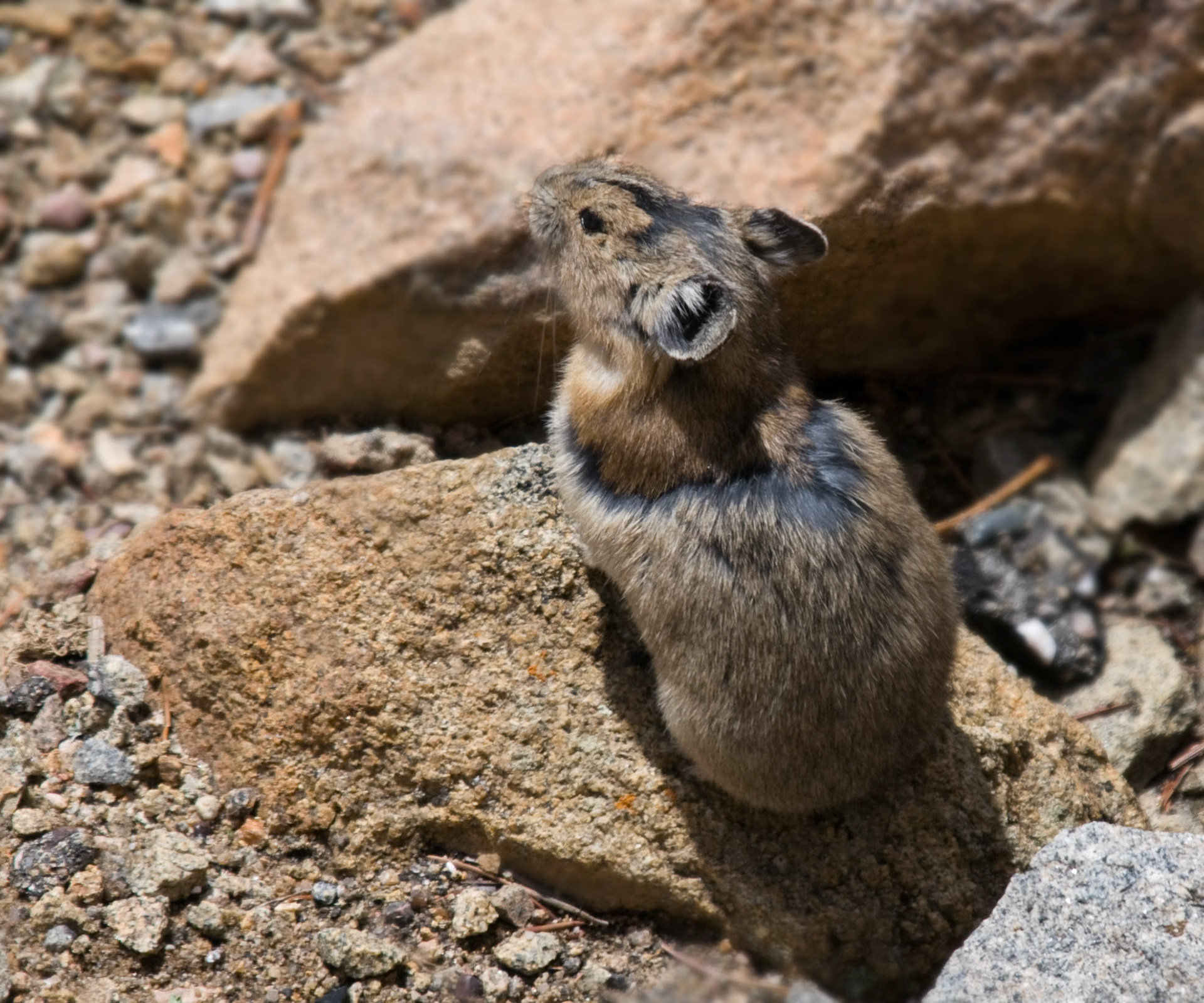 American Pika