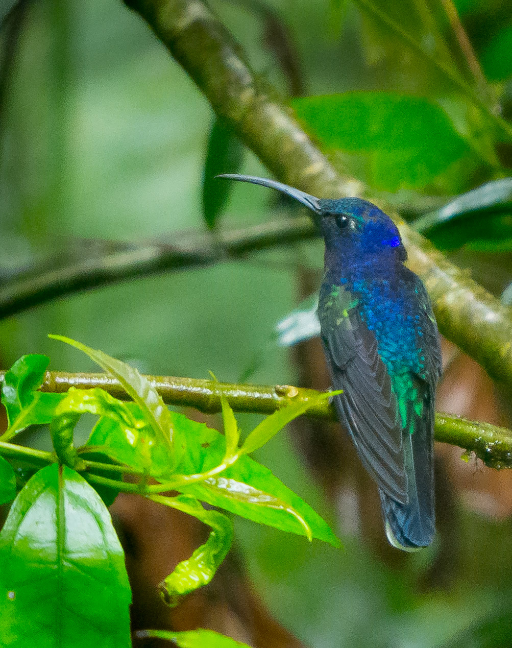 Violet Sabre Wing Humming Bird