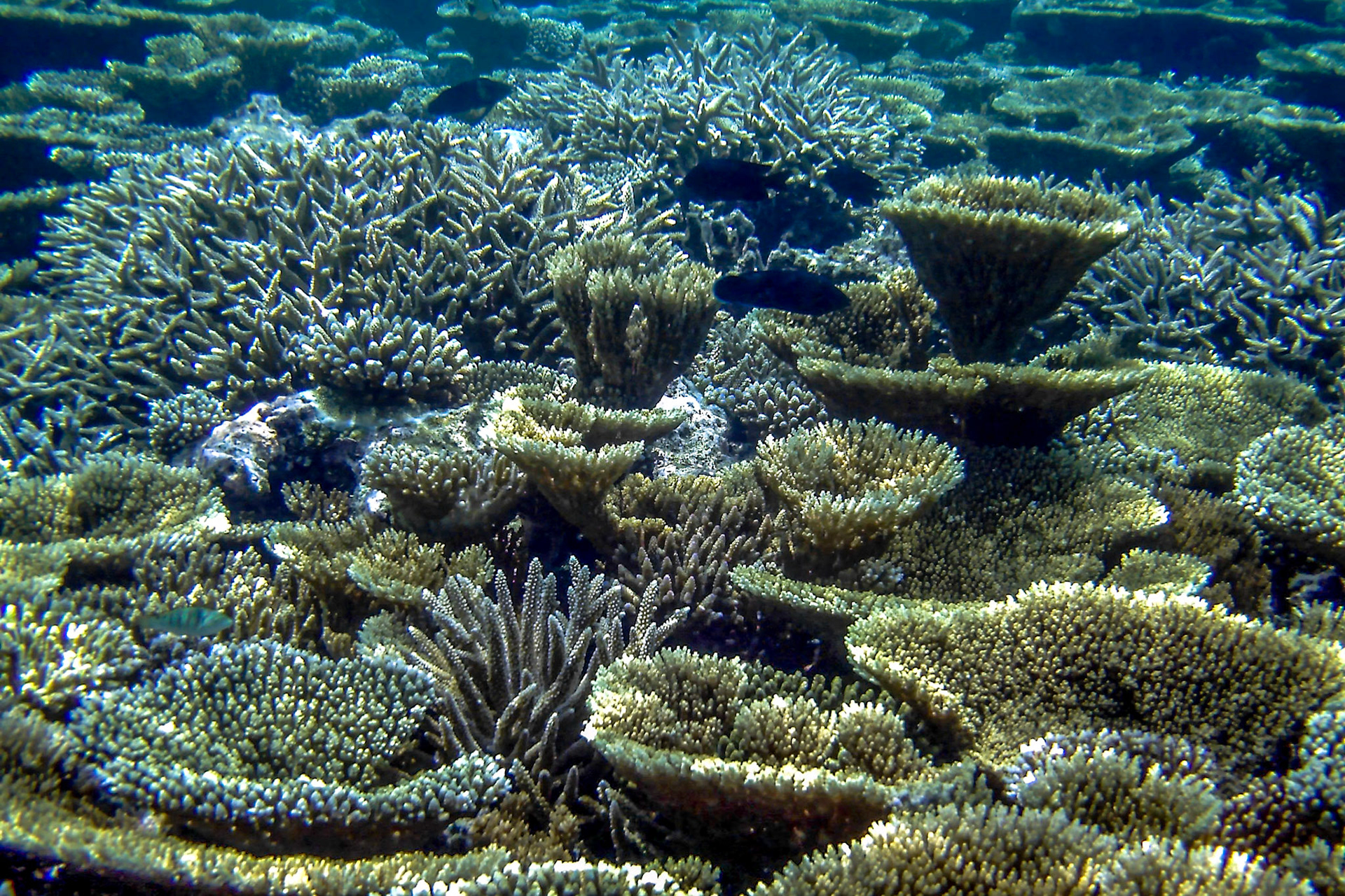 Coral Reef, Maldives