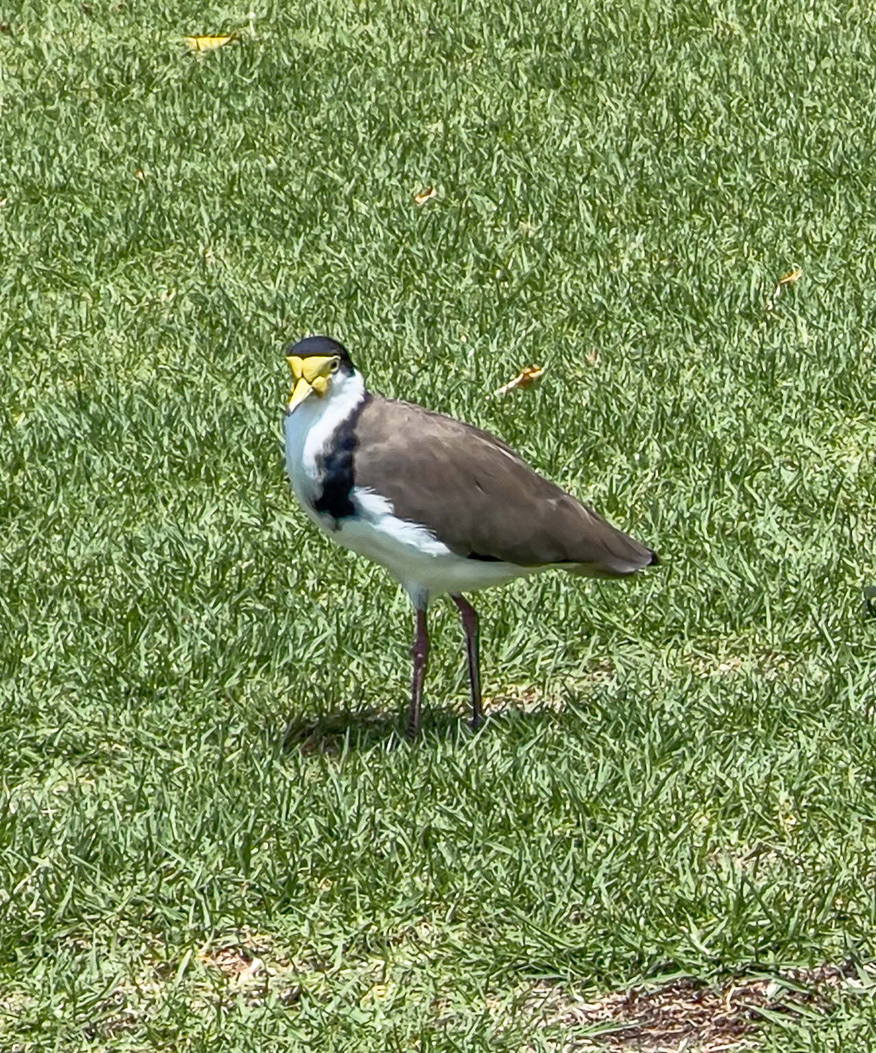 Masked Lapwing