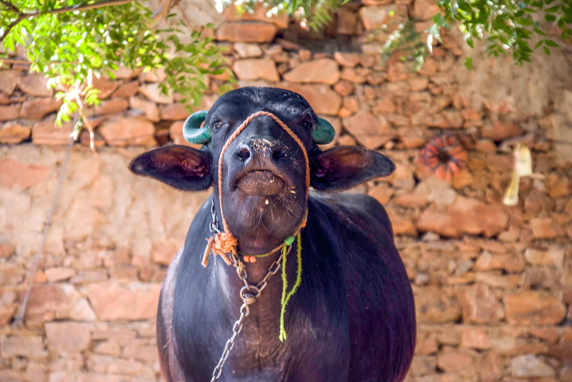 Yes, the horns are green (painted)