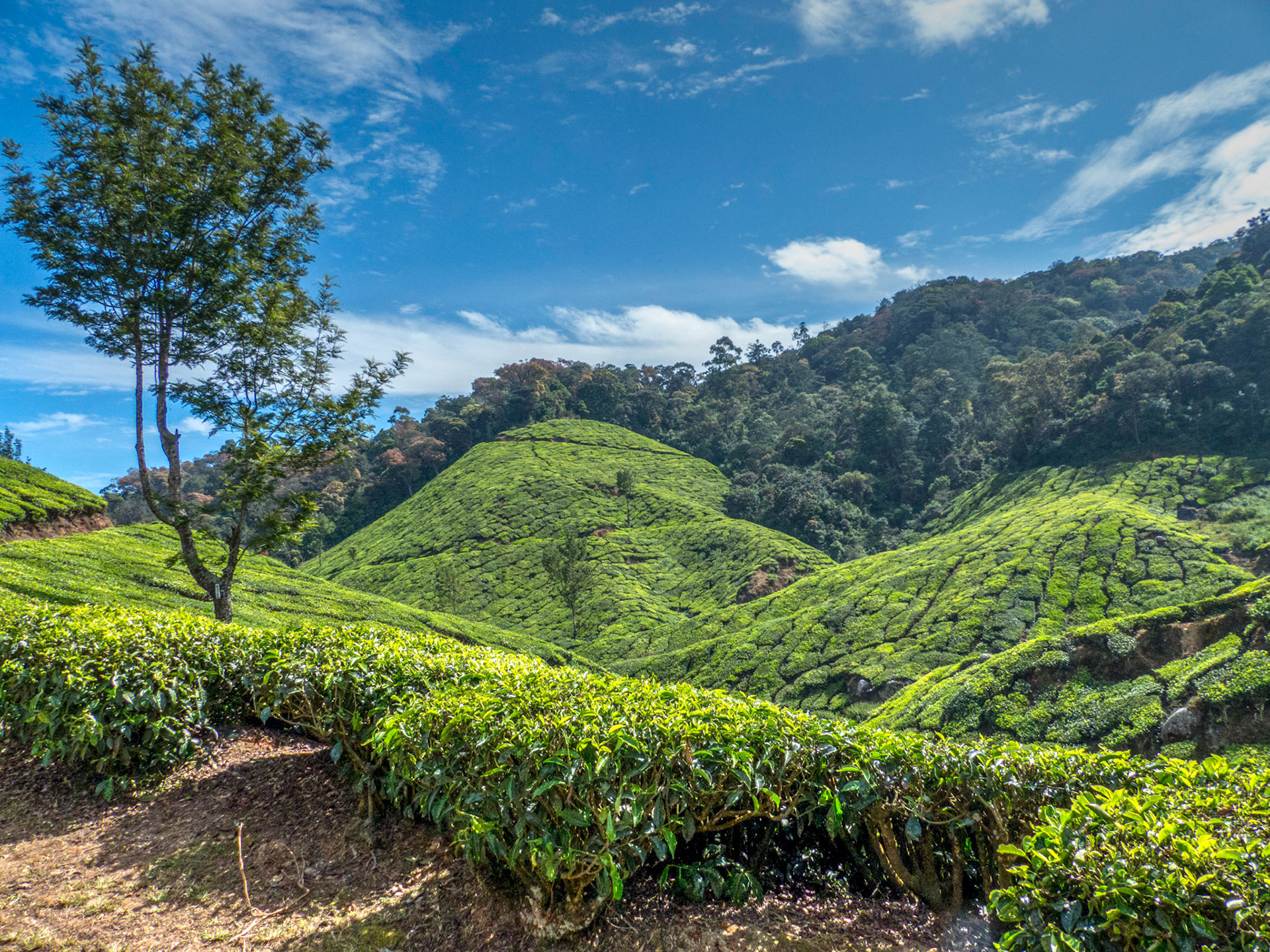 Tea Bushes in Munnar