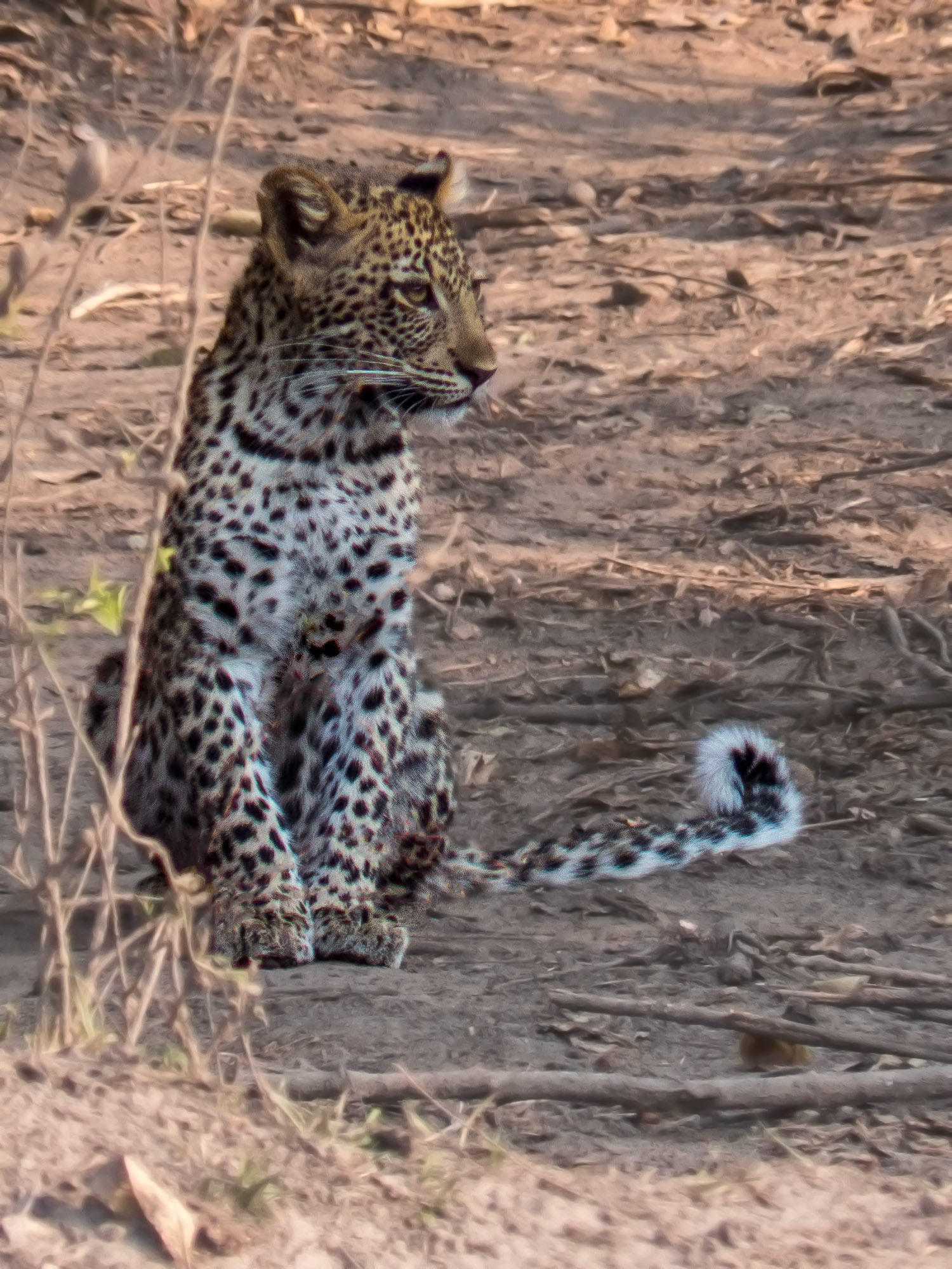 Leopard Cub
