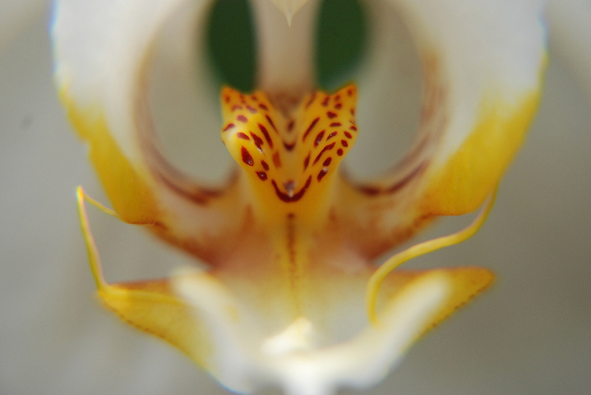 White Orchid, Singapore Botanical Gardens