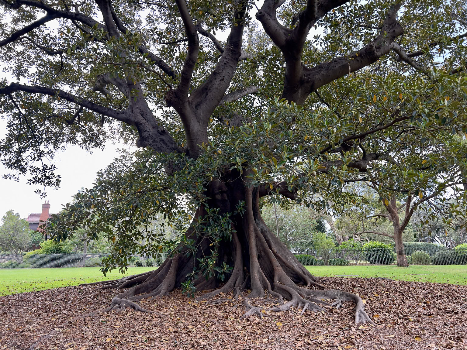 Moreton Bay Fig Tree