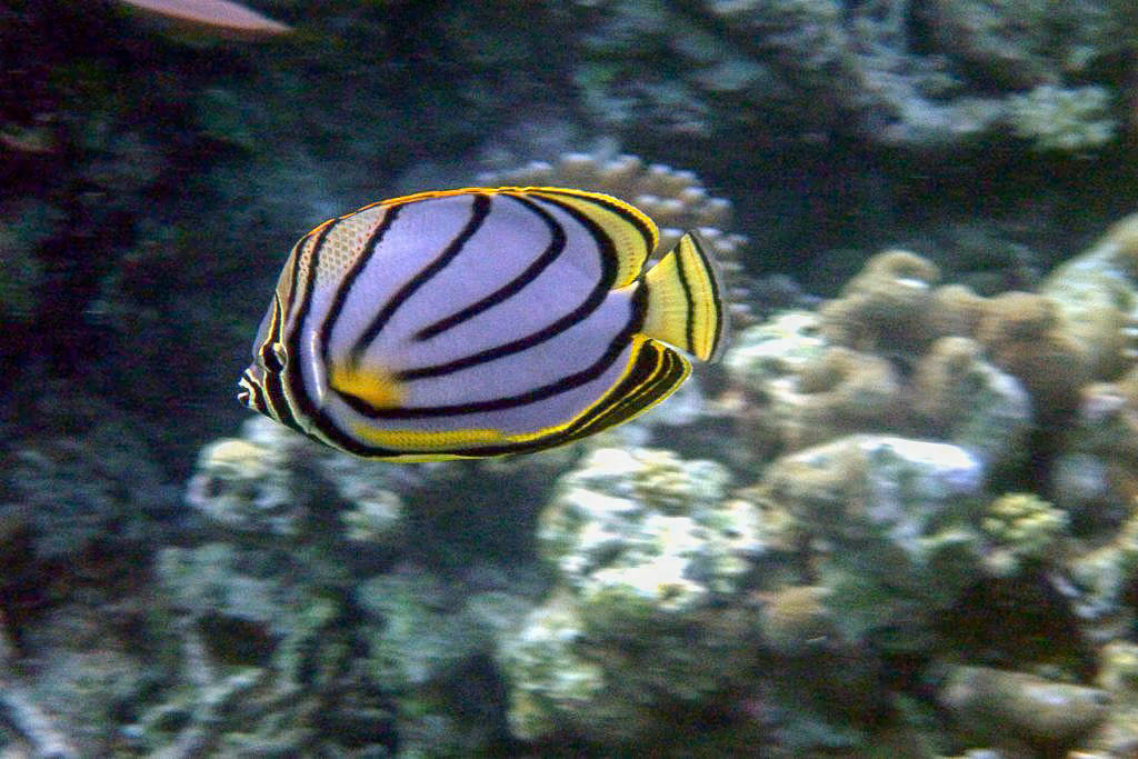 Meyer's Butterflyfish