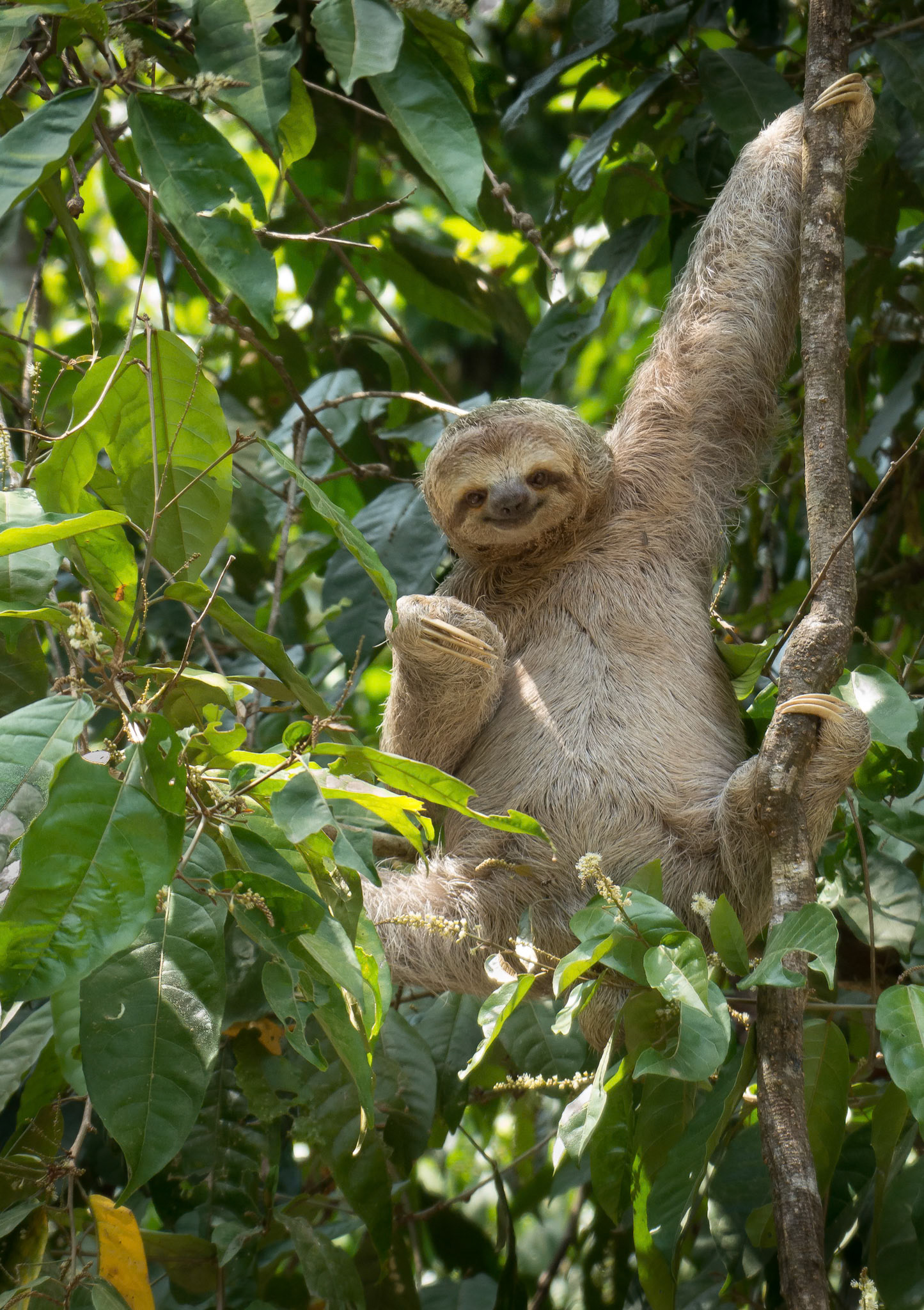 Three Toed Sloth