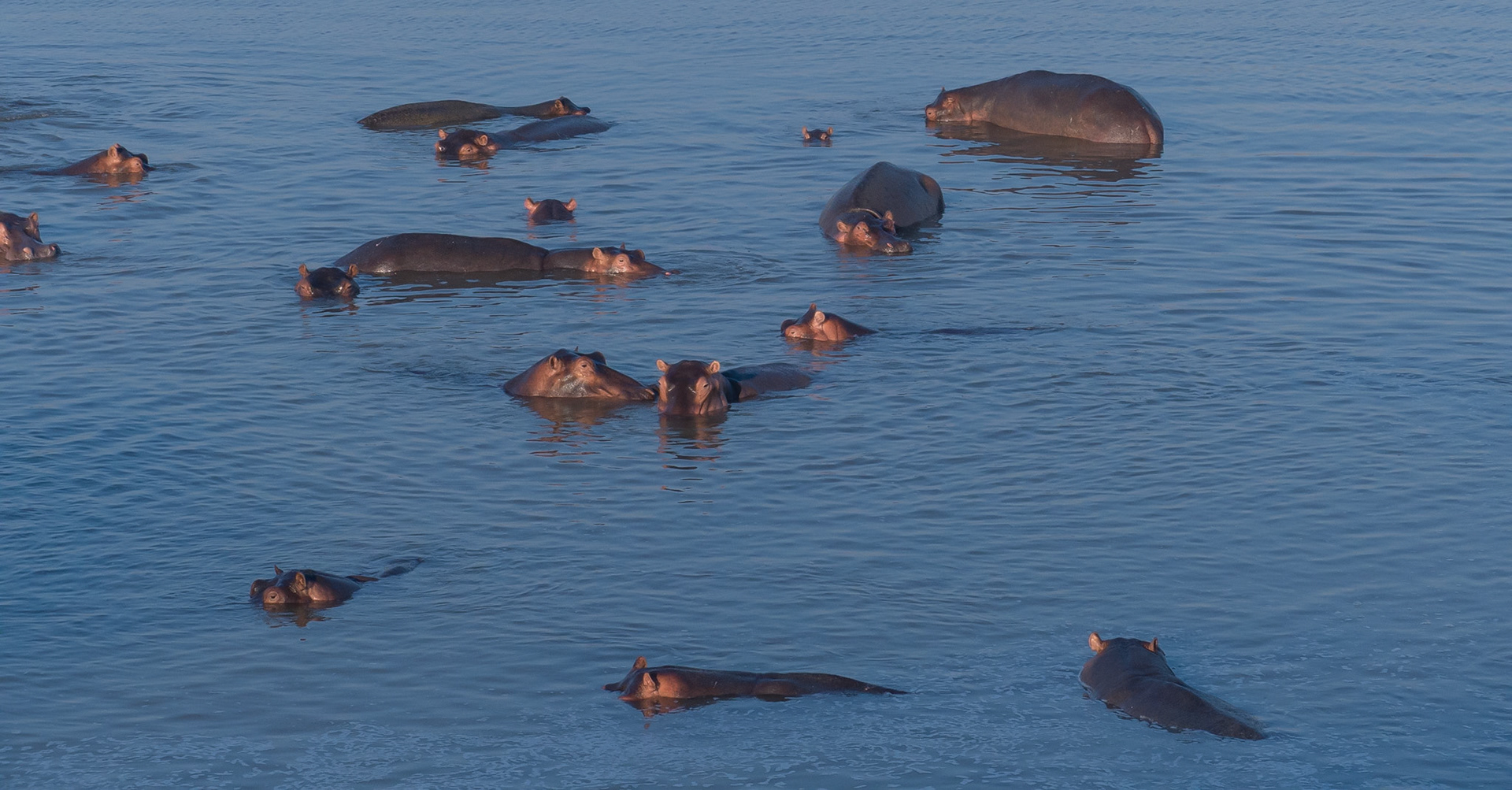 Hippo Central