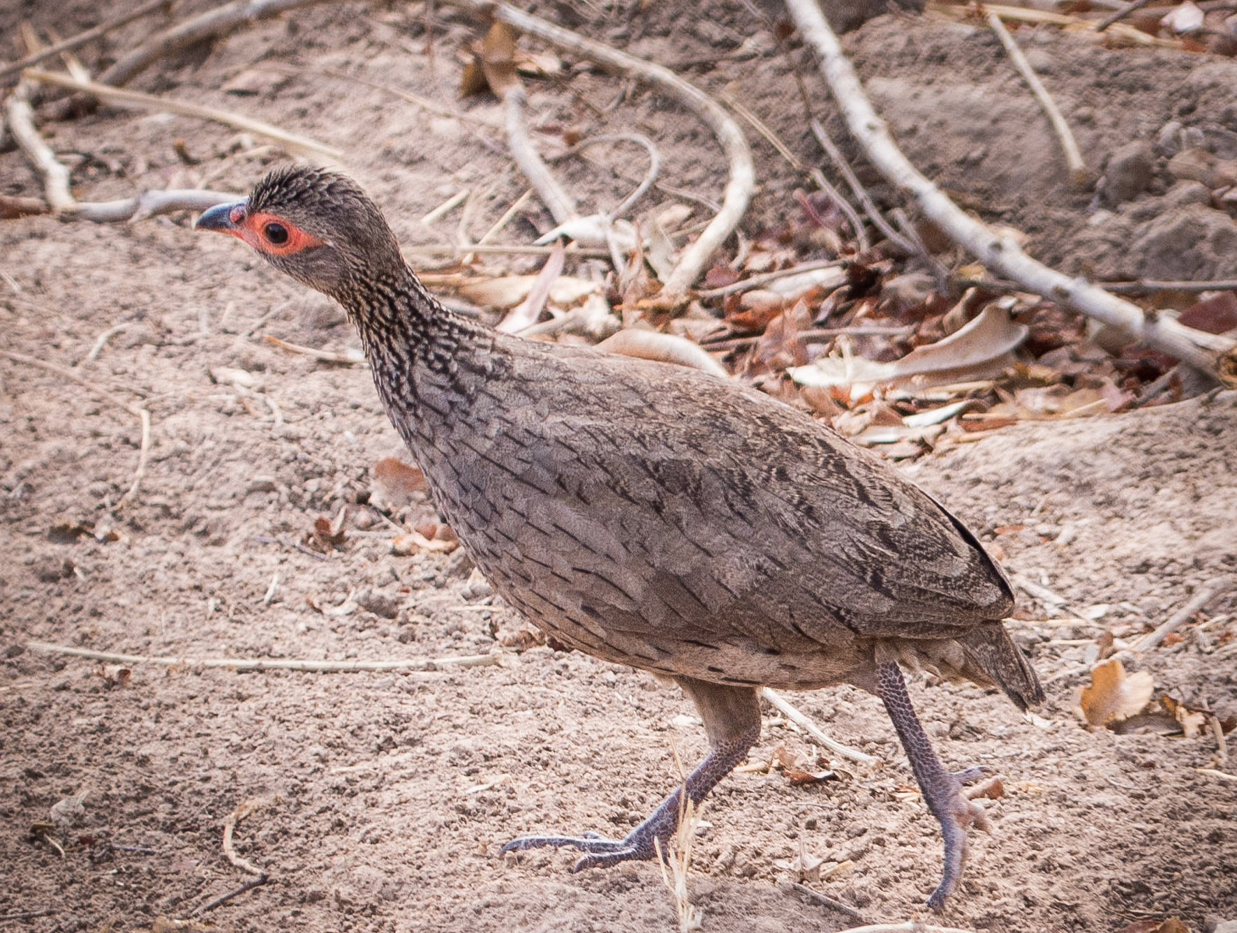 Swain's Francolin