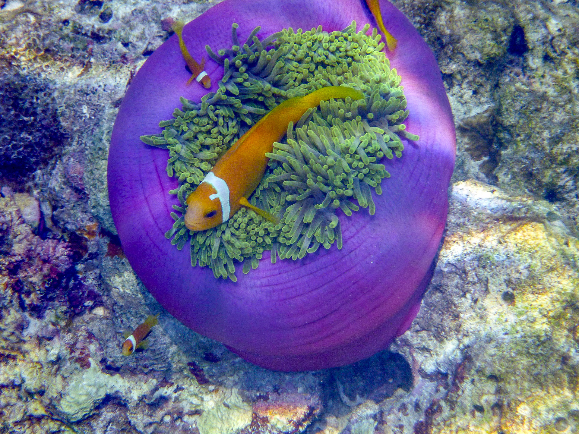 Black Footed Anenome Fish